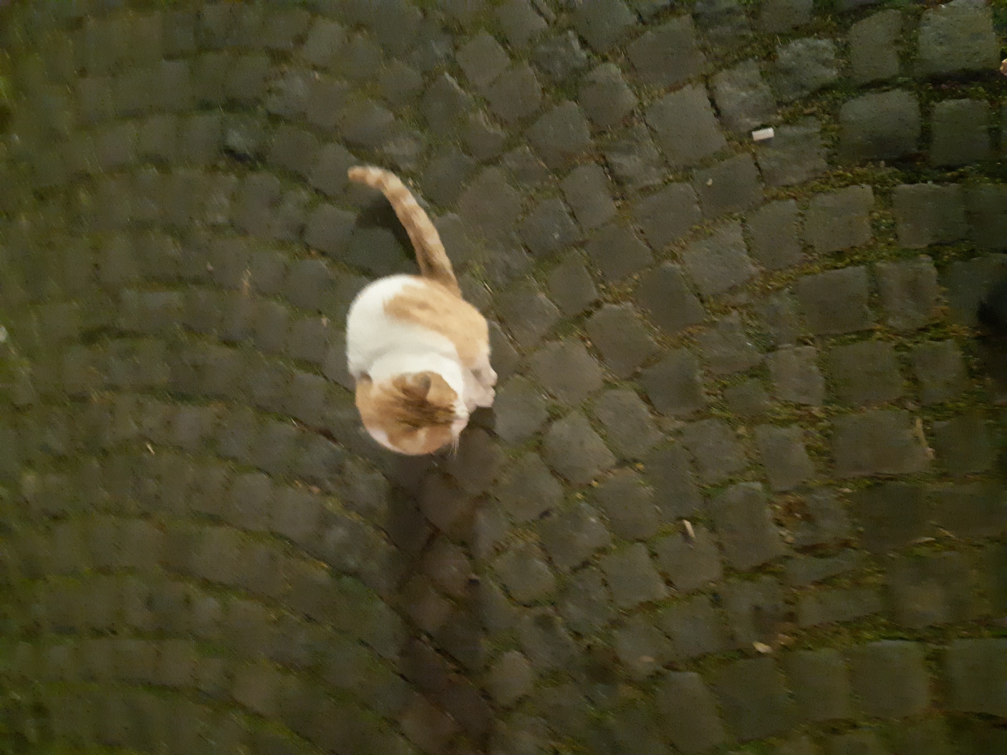 Orange cat spotted on cobblestone street in Plovdiv, Bulgaria