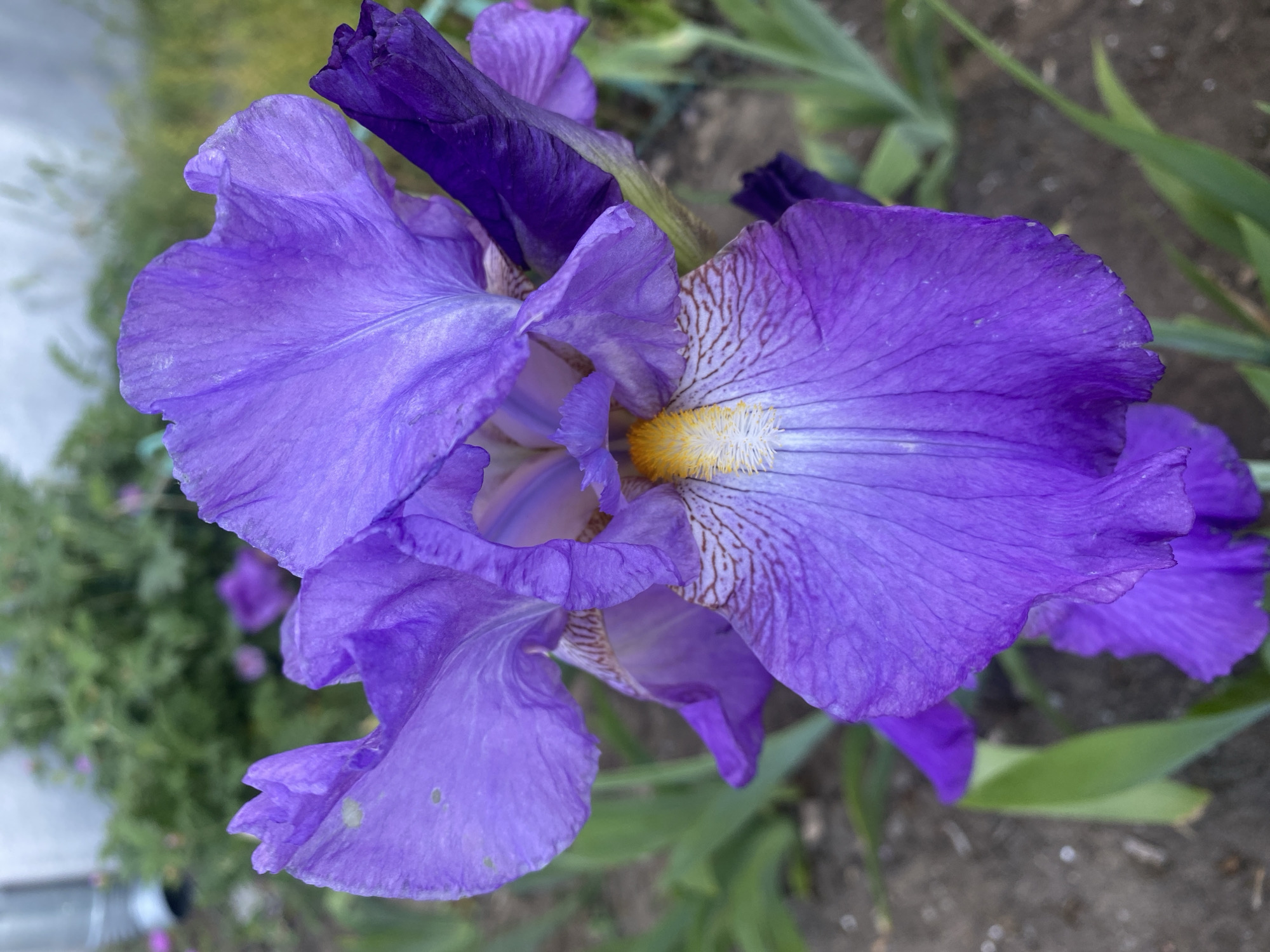 Colorful iris flowers bloom in Dnipro garden