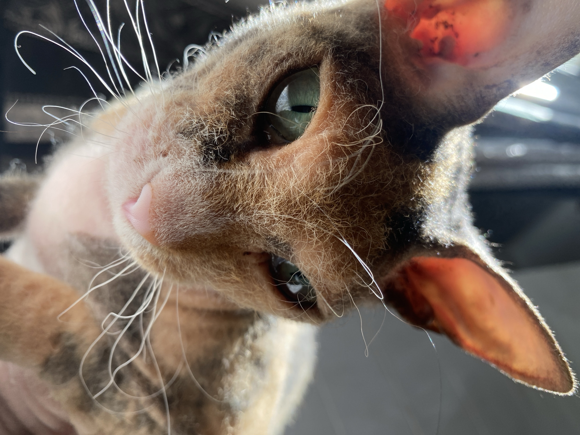 Cornish Rex cat photographed around Tujmazy in multiple settings