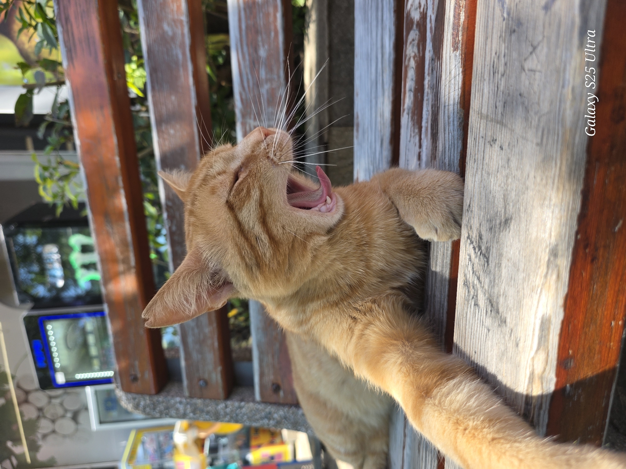 Orange tabby cat spotted yawning on park bench in Sveti Vlas