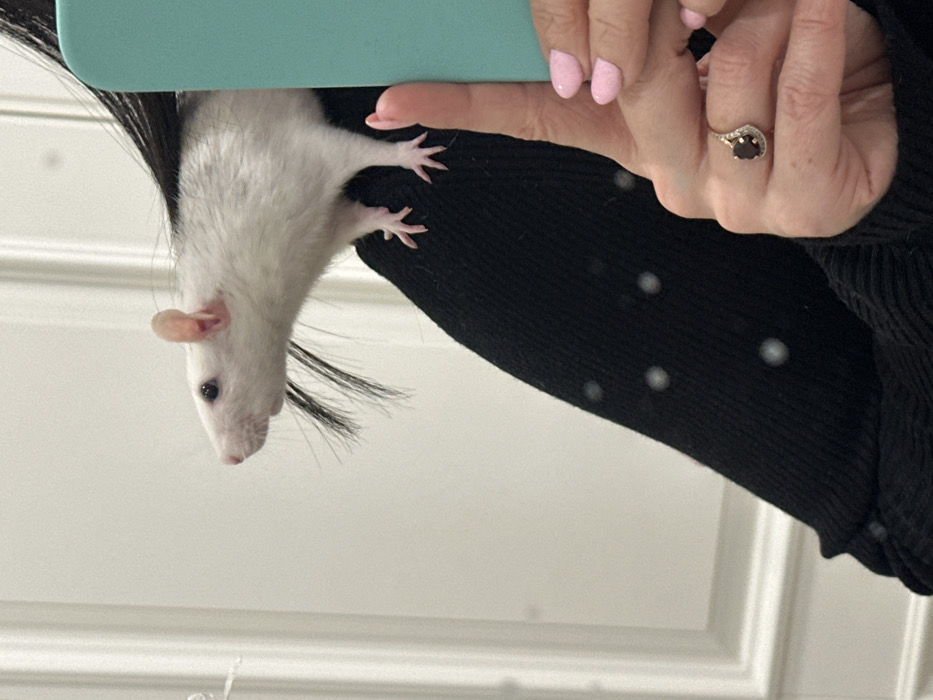 Pet owner documents evening playtime with rats and dogs