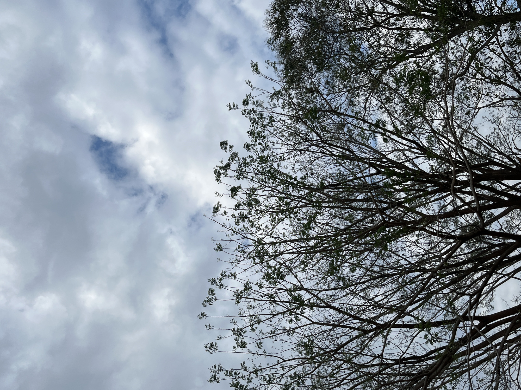 Evening sky and flower observations captured in Tinaquillo, Venezuela