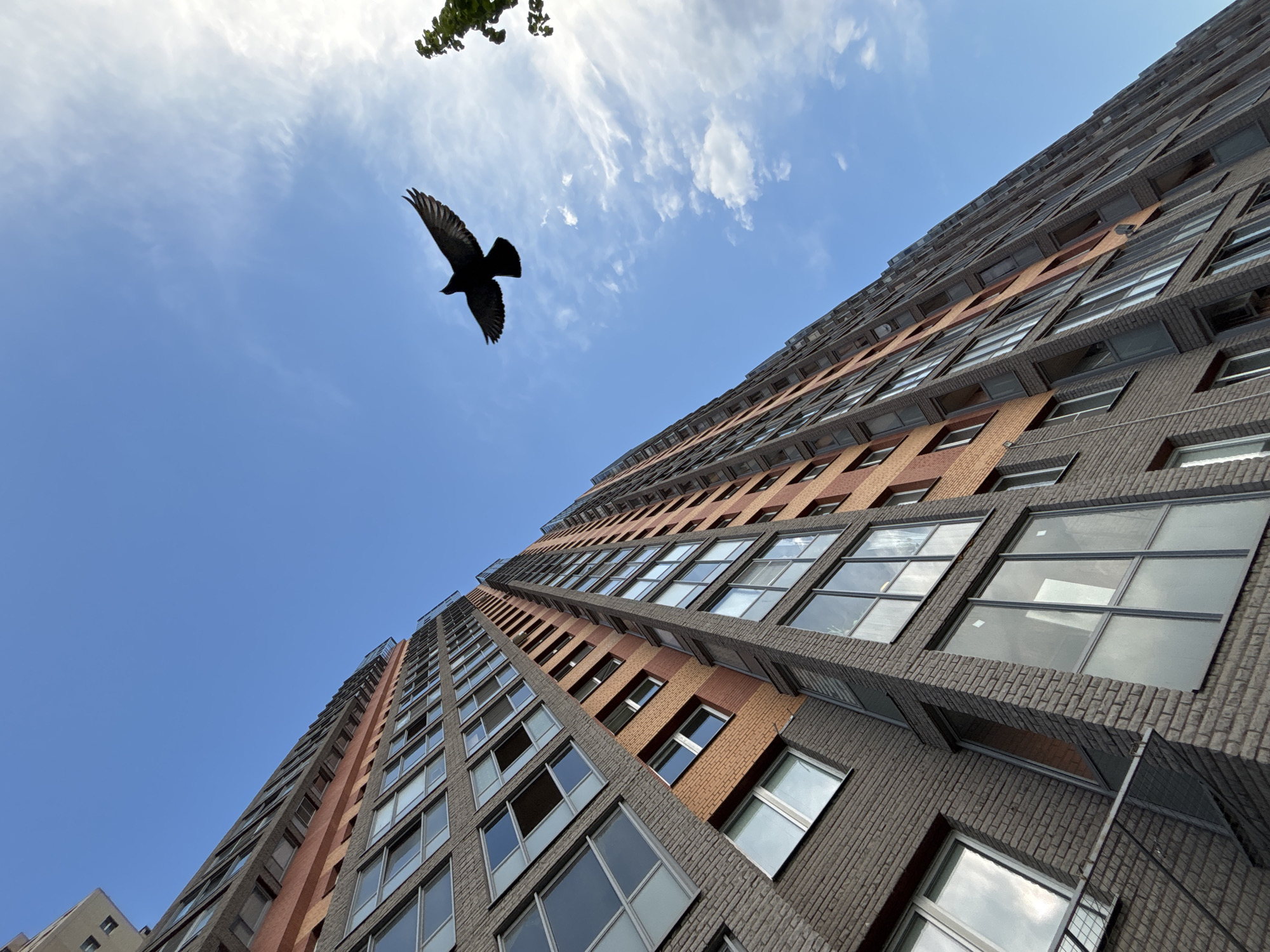 Bird flies past apartment building in Kudrovo, Russia