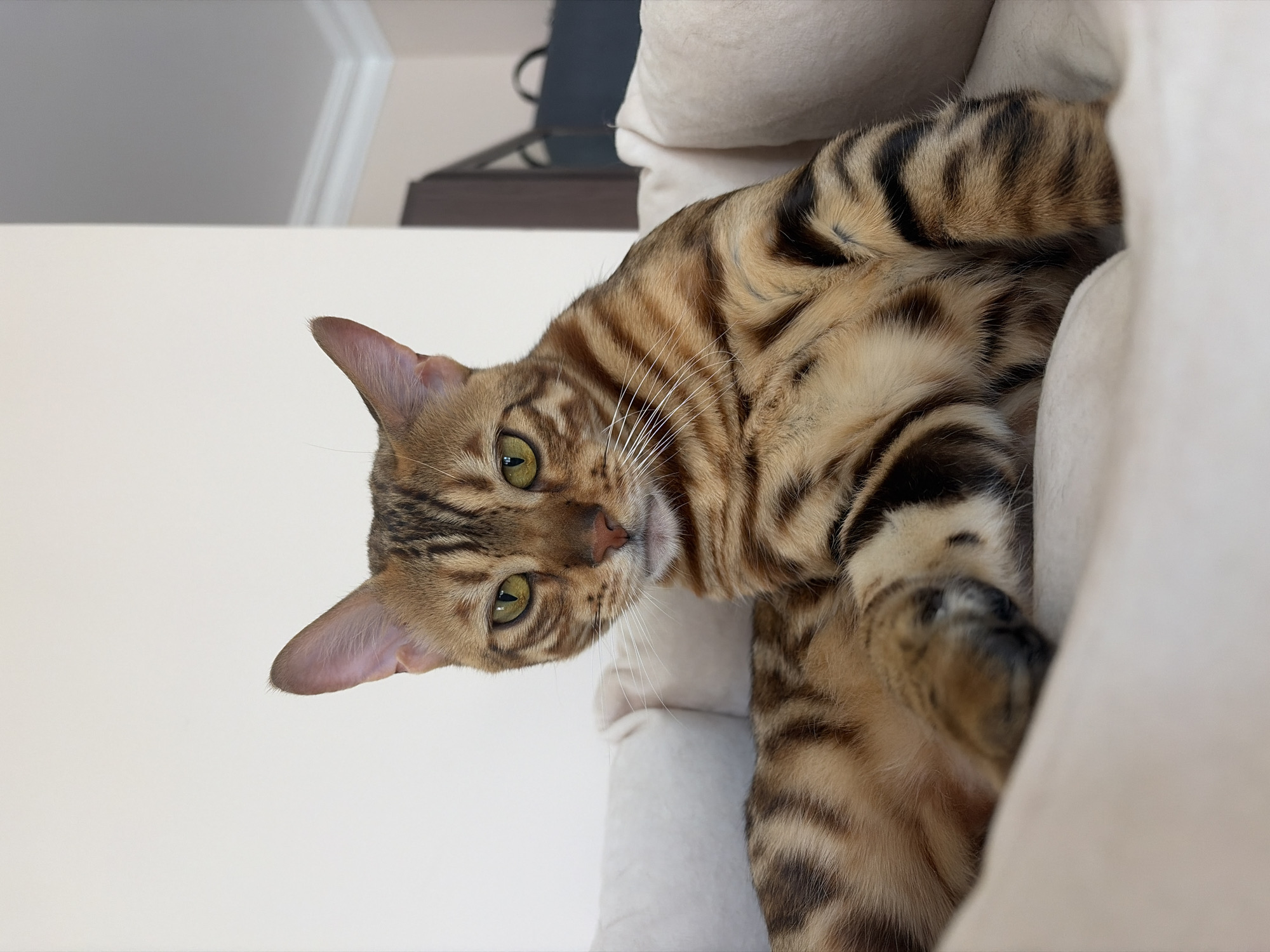 Bengal cat relaxing and grooming in a Krasnoyarsk apartment