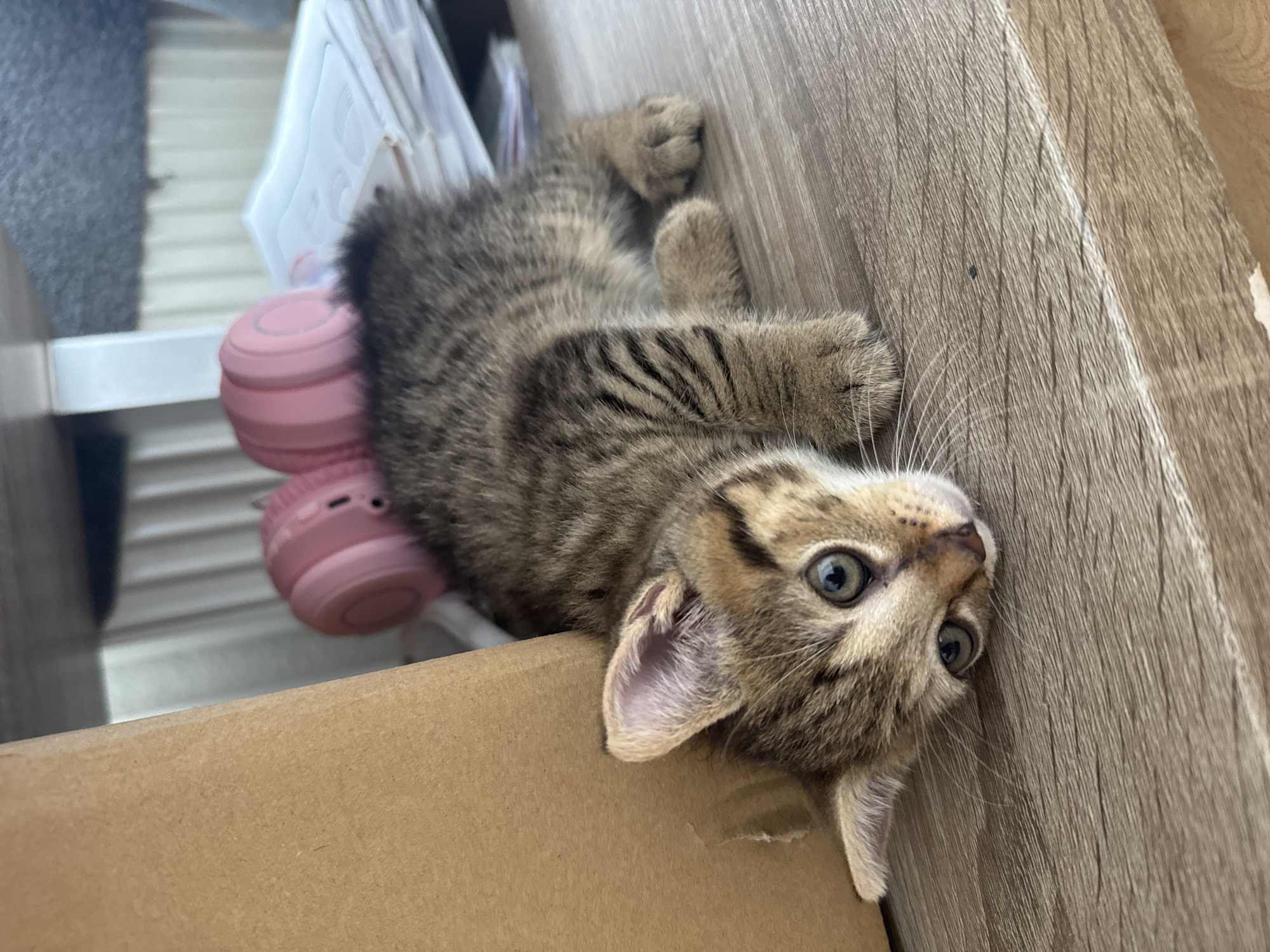 Household odds and ends, a kitten, and backyard glimpses