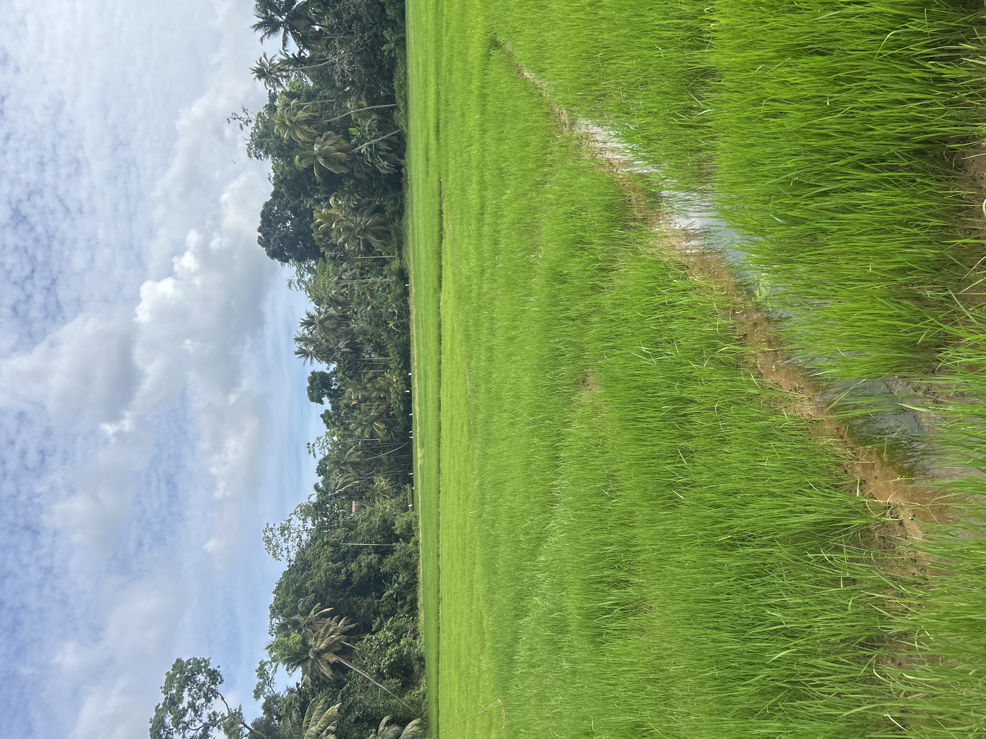 Rice fields and palm rows across rural southern Sri Lanka