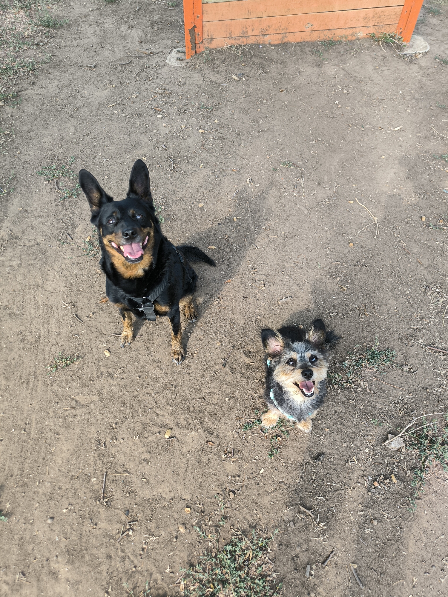 Two dogs play fetch at a Mykolaiv park on a dry summer morning