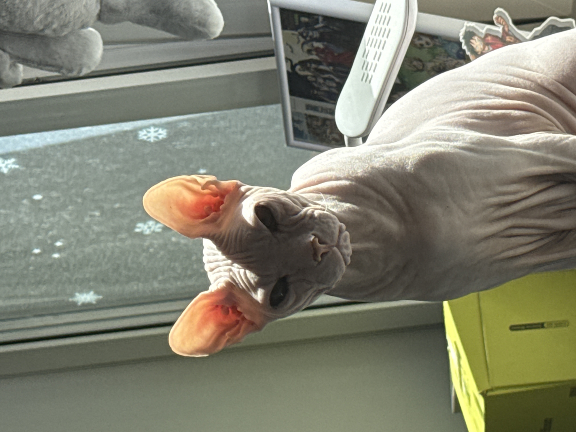 Domestic cats observed in indoor settings, Krasnoyarsk