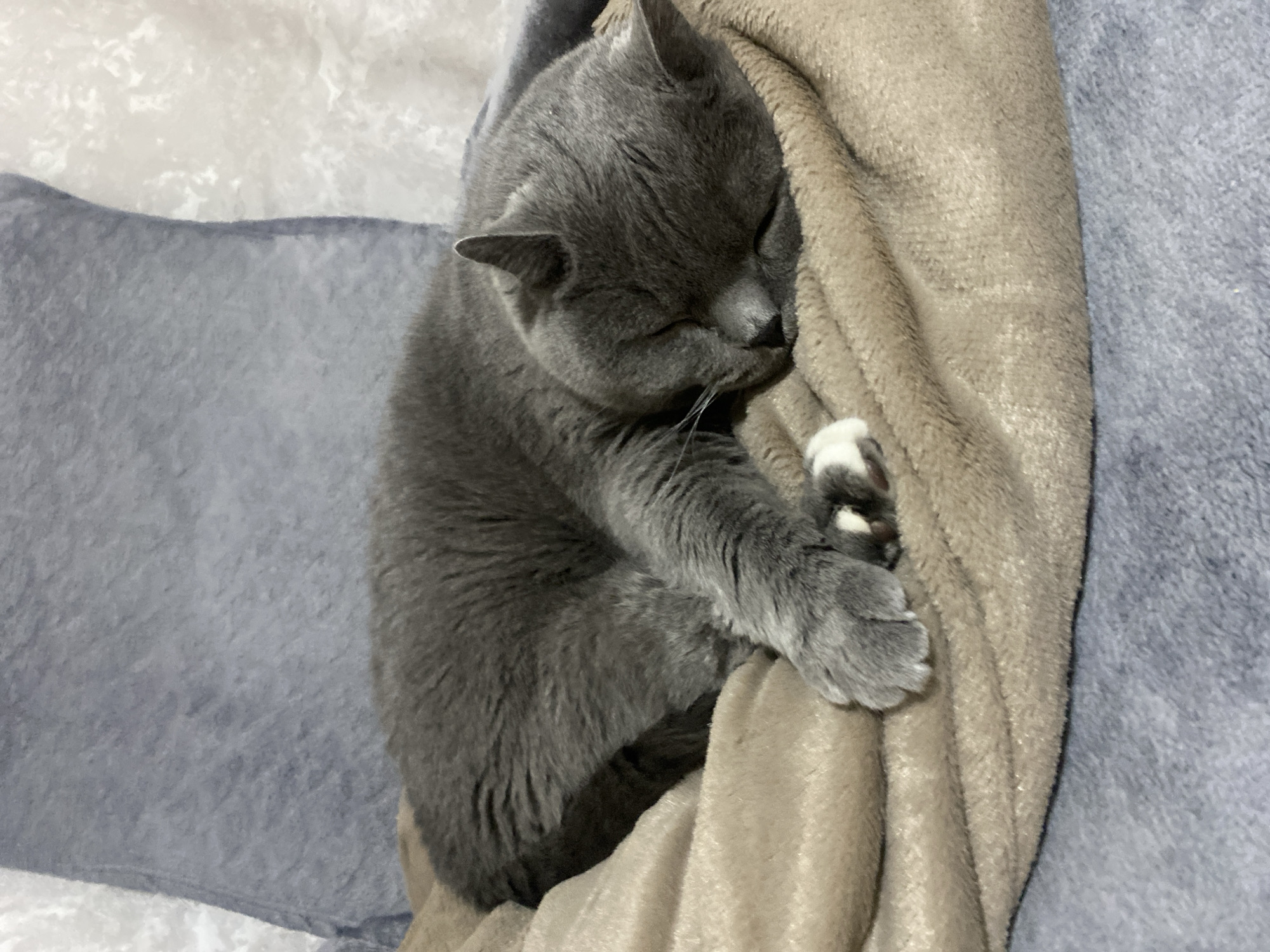 Grey cat sleeps curled up in Russian town