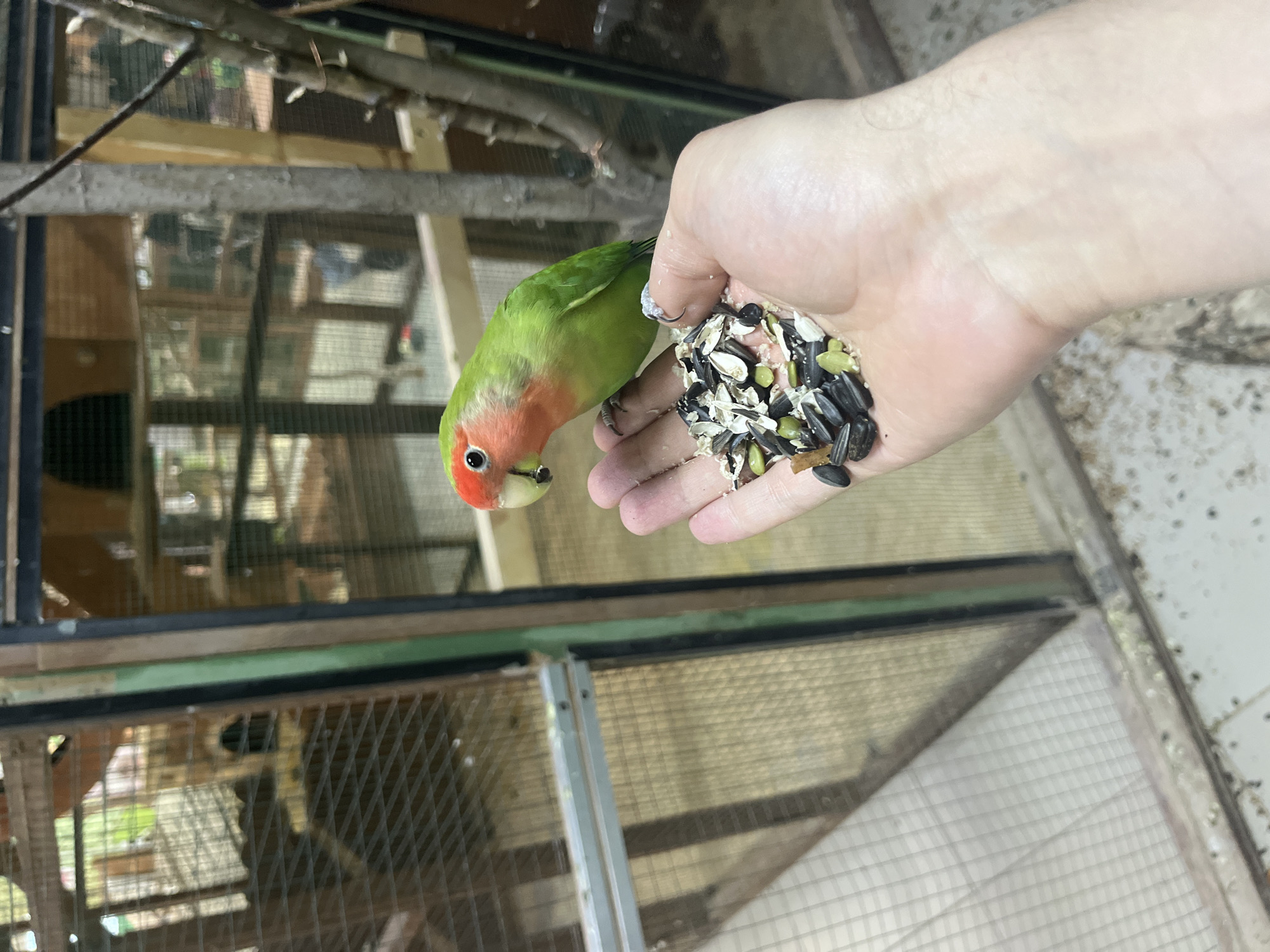 Birds hand-fed seeds at Yekaterinburg zoo setting