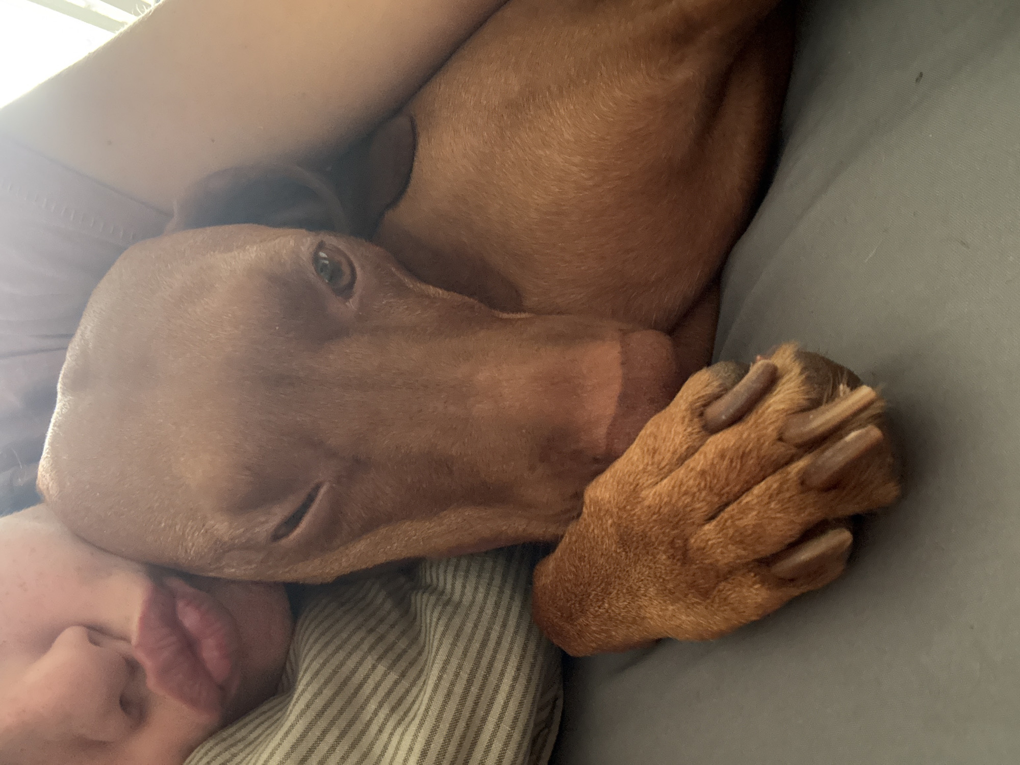 Vizsla dog cuddles with owner in bed during morning hours