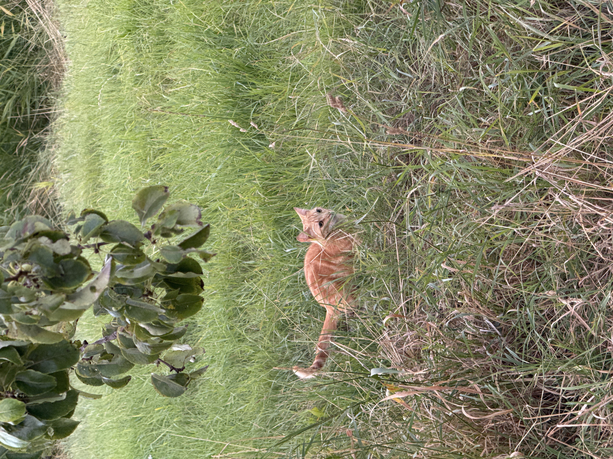 Ginger cat in the grass, wind turbines at dusk, Pingjum