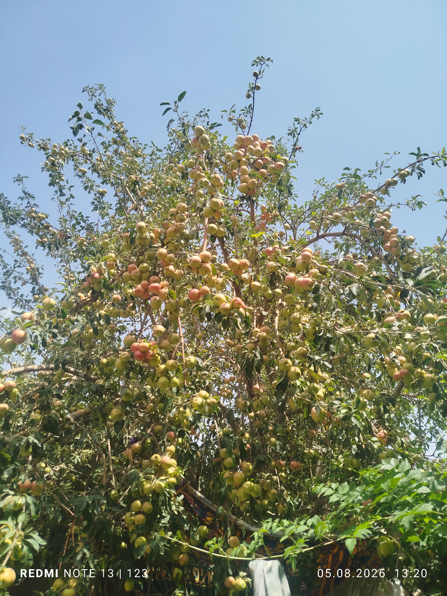 Kushkaki Mazor, Tajikistan