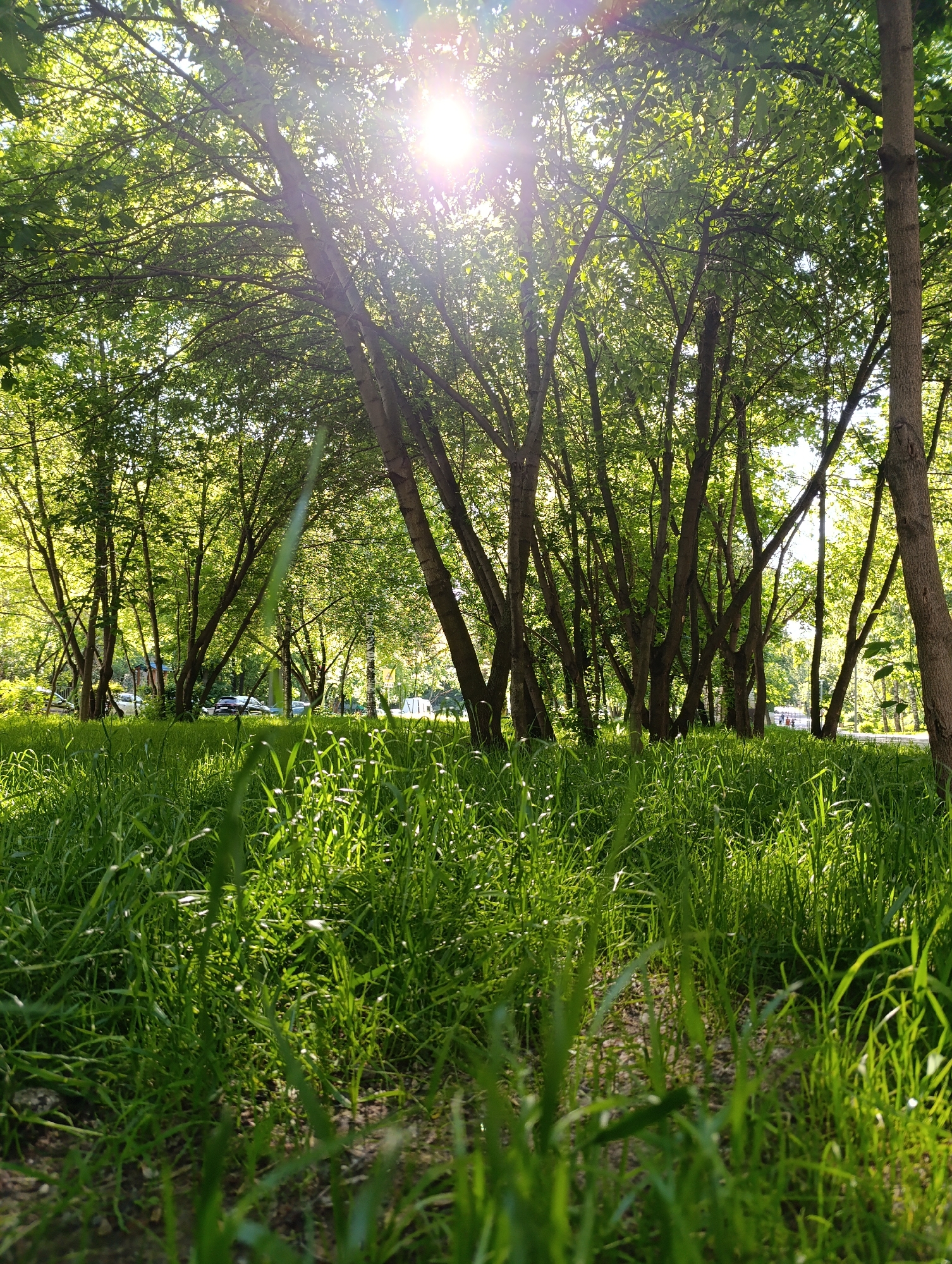 Moscow park scenes feature child, delivery robots on summer afternoon