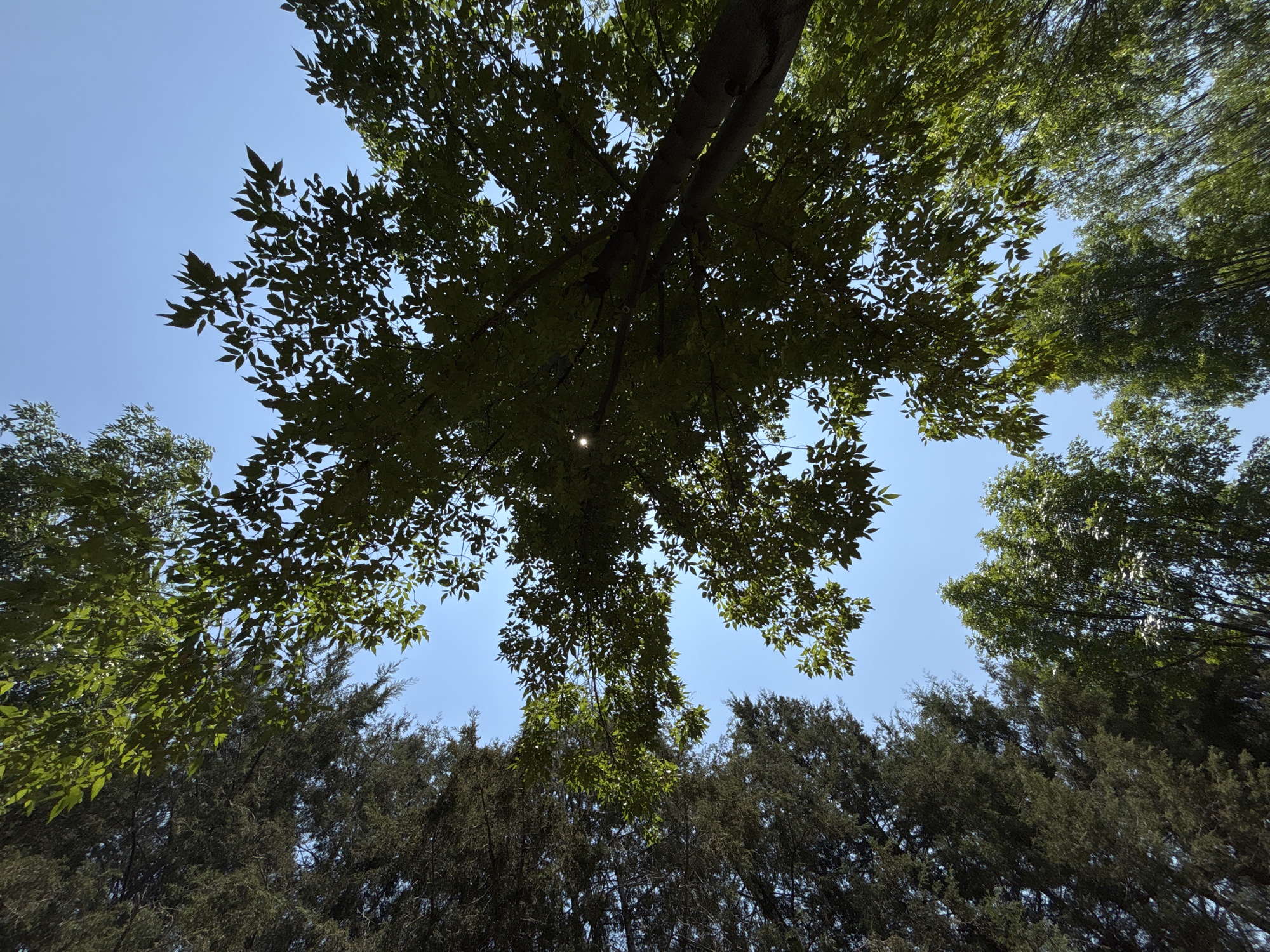 Tree canopy photographed against clear sky in Mexico