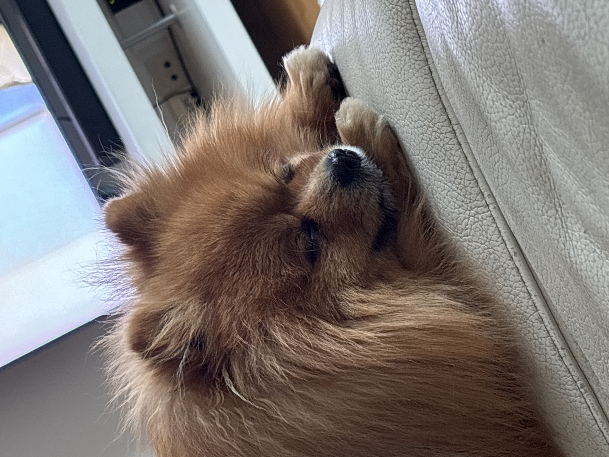 Ginger Pomeranian naps on a leather couch in Oslo
