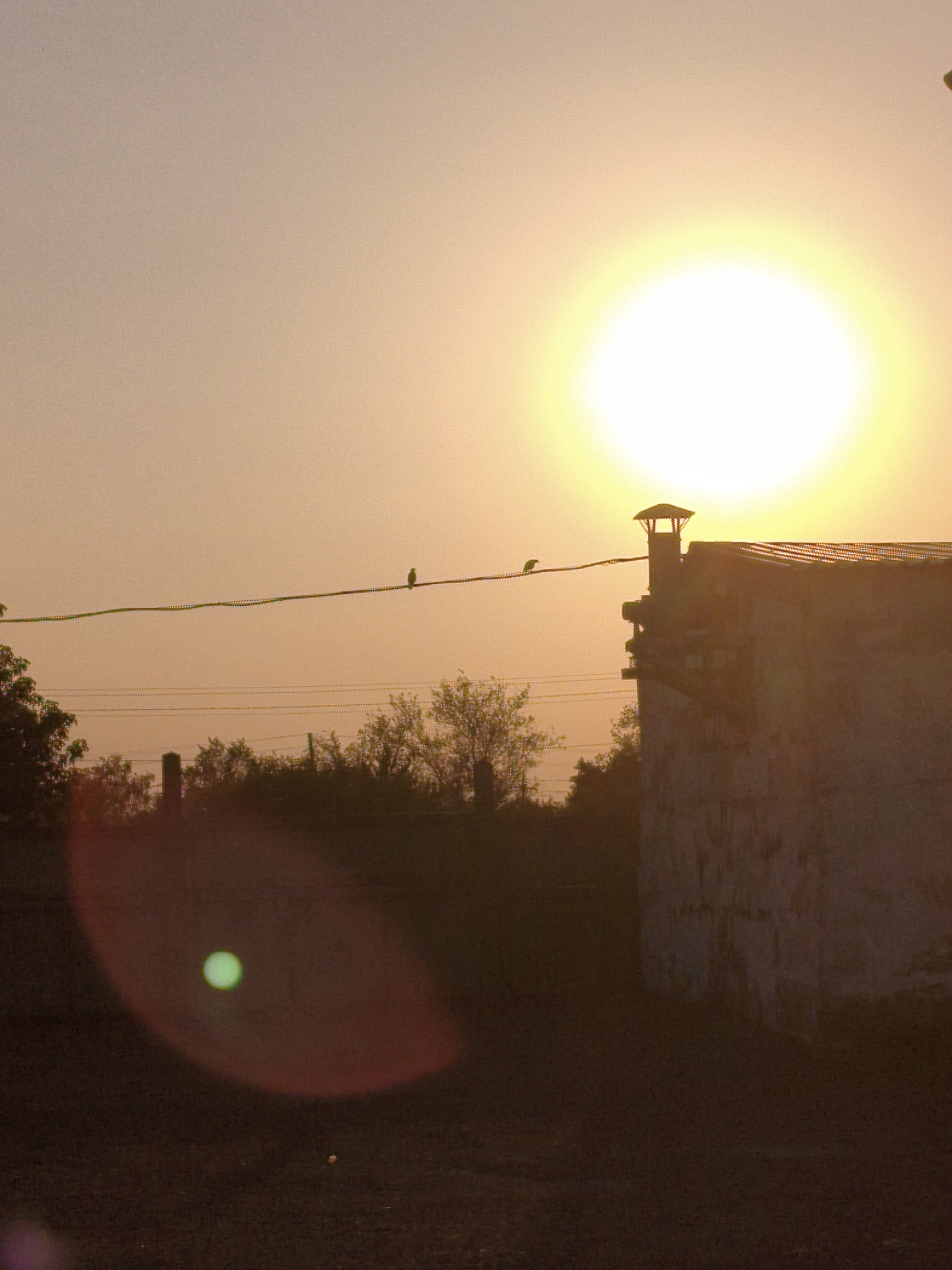 Sunset light, garden blooms, and birds on a concrete fence