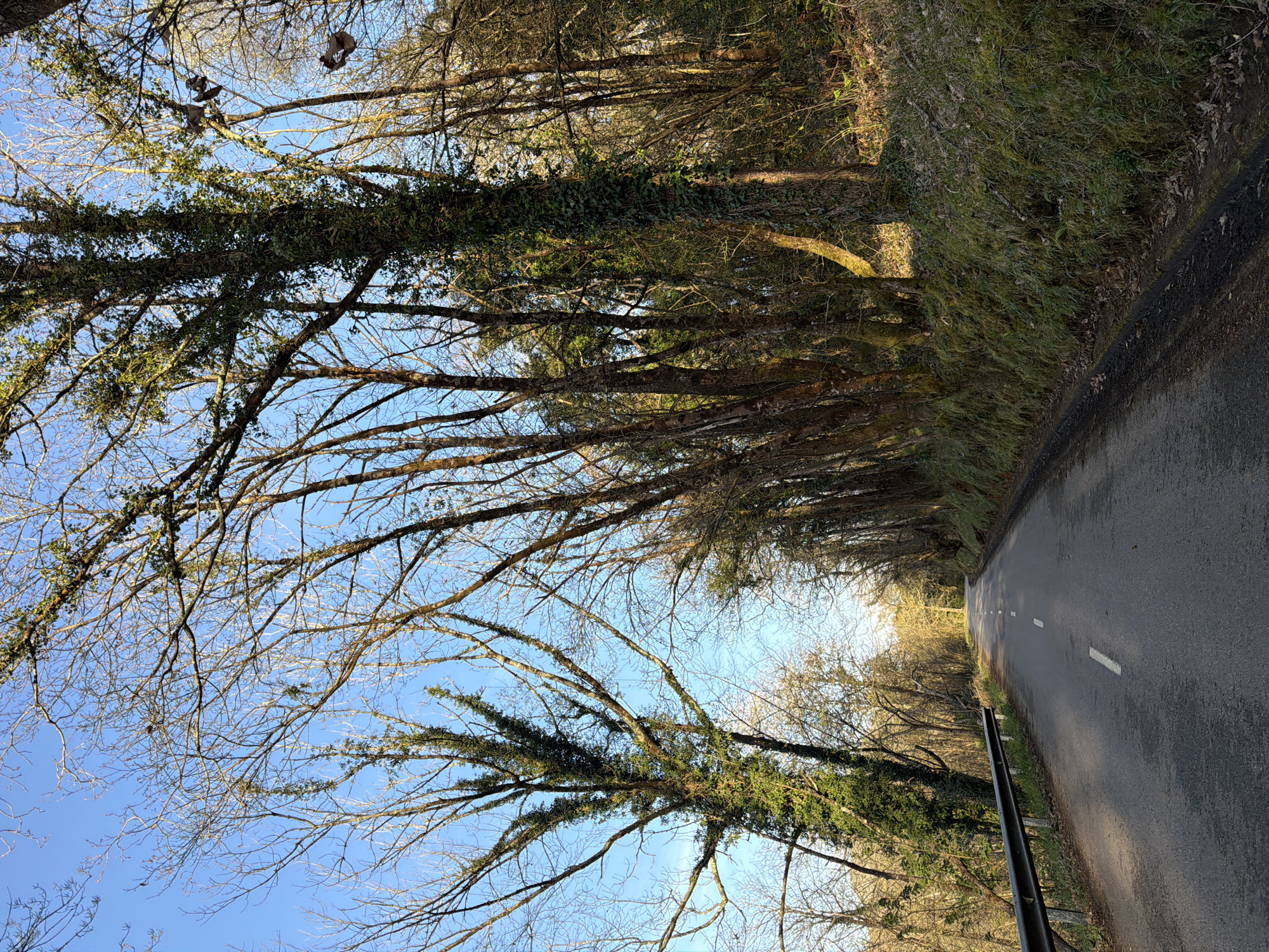 Winding forest road documented in Parres, Spain