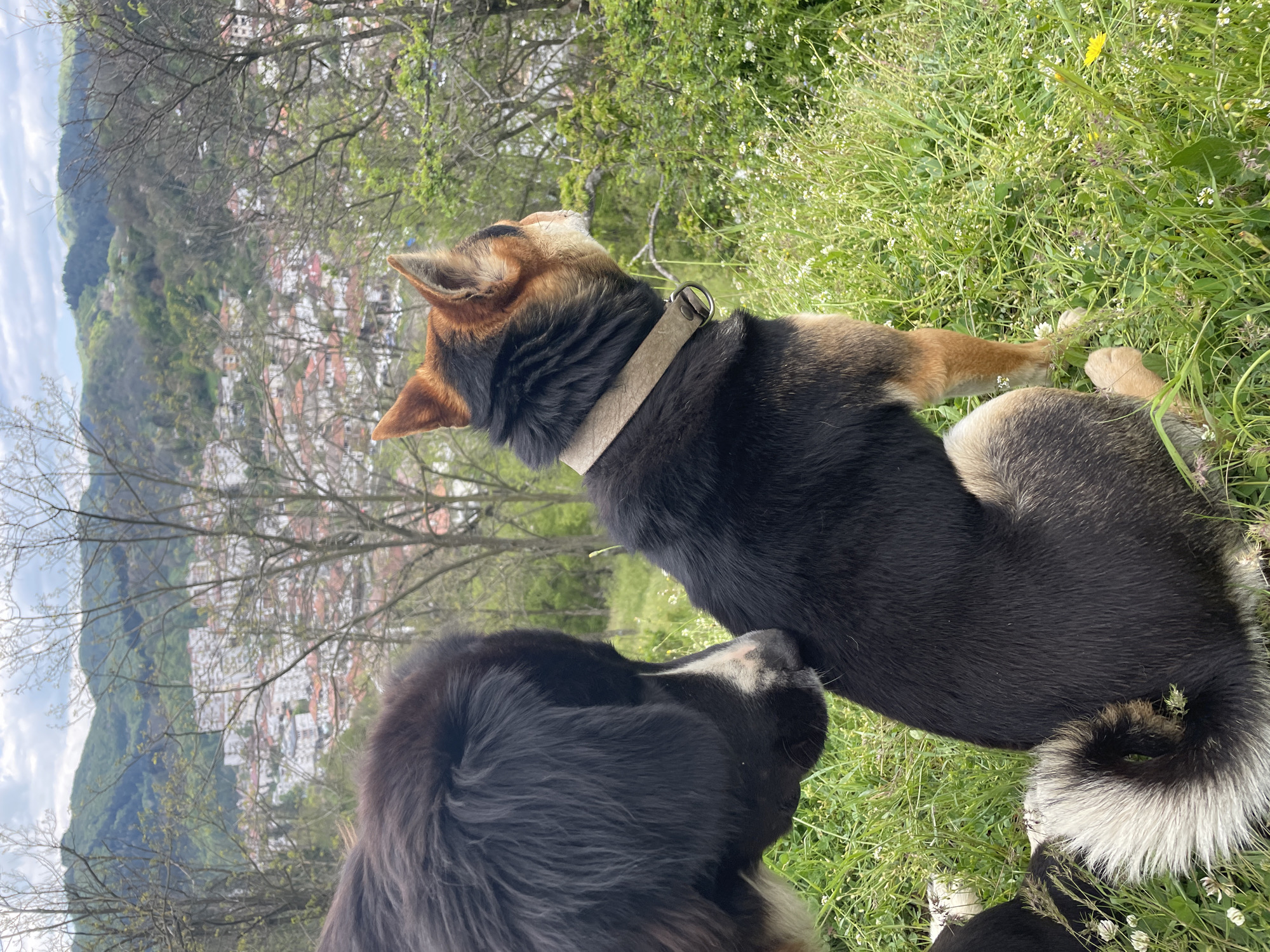 Rural life: Dogs and farm animals documented in Zlatograd