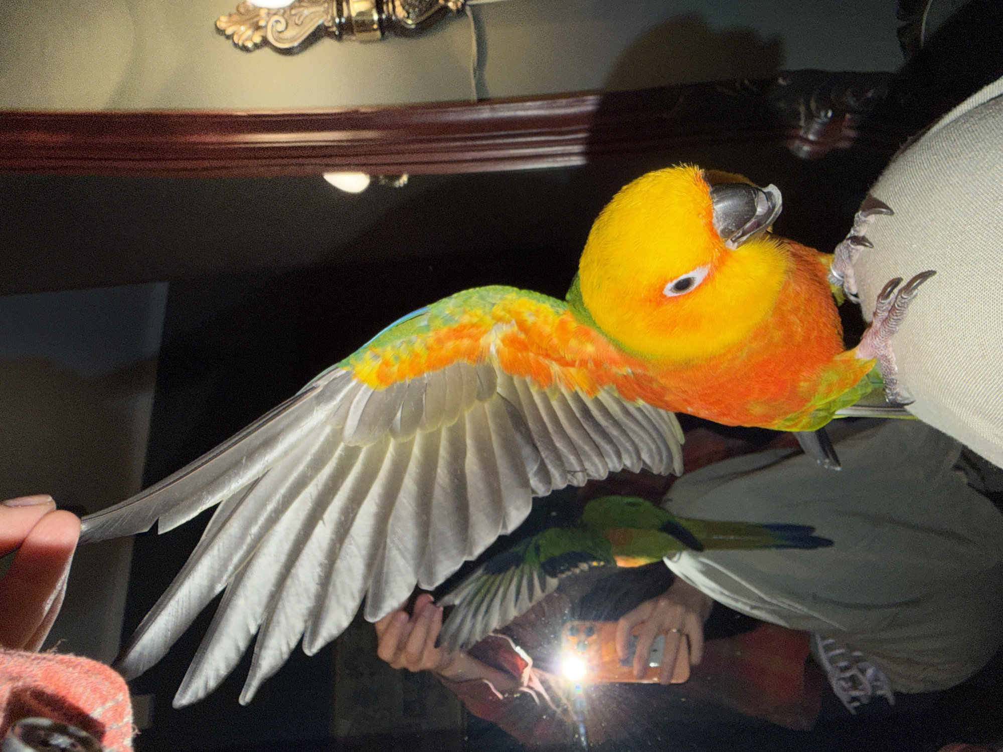 Colorful parrot spotted with wings extended on textured surface