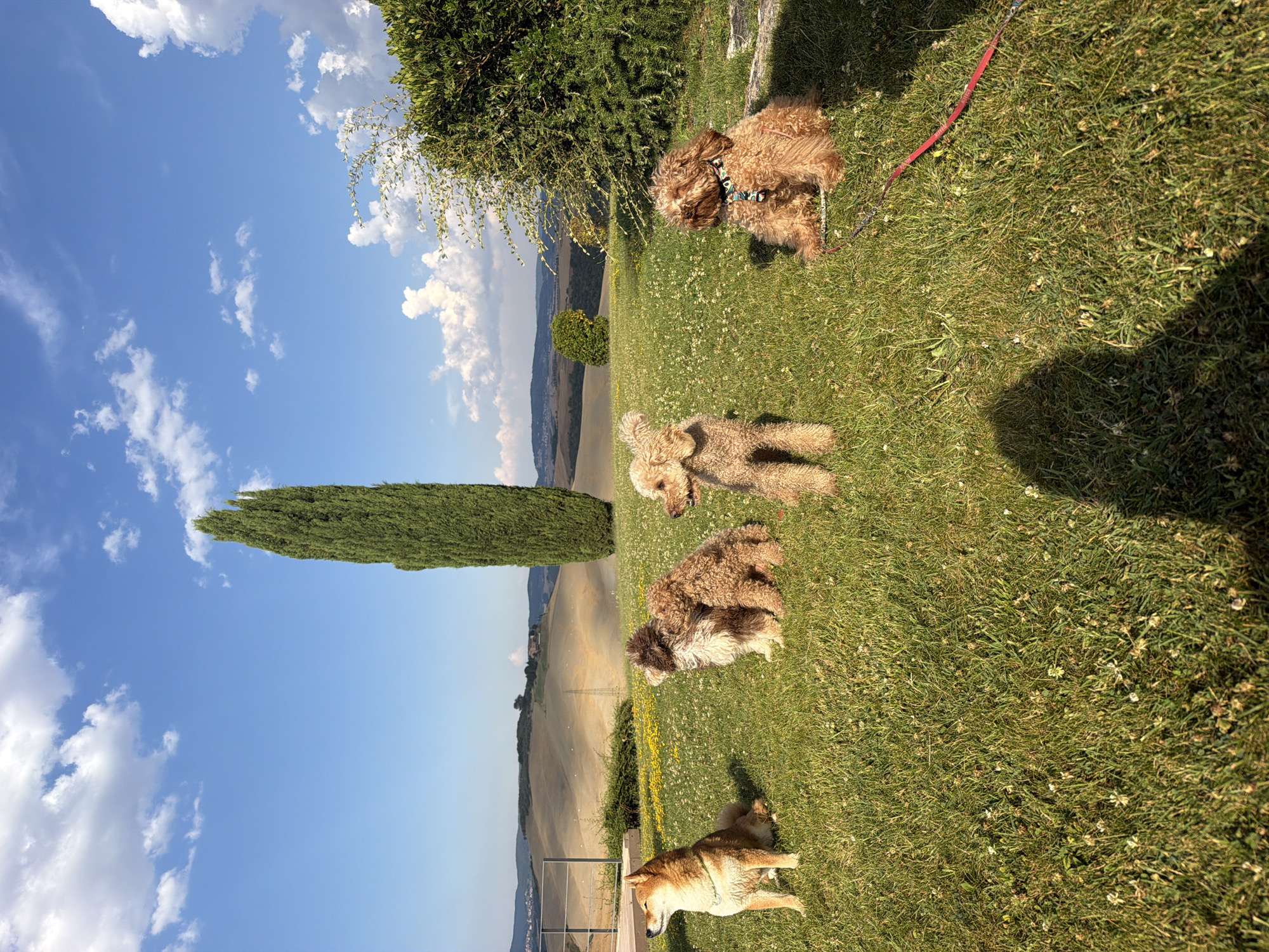 Dogs relaxing and playing in the Tuscan hills of Asciano