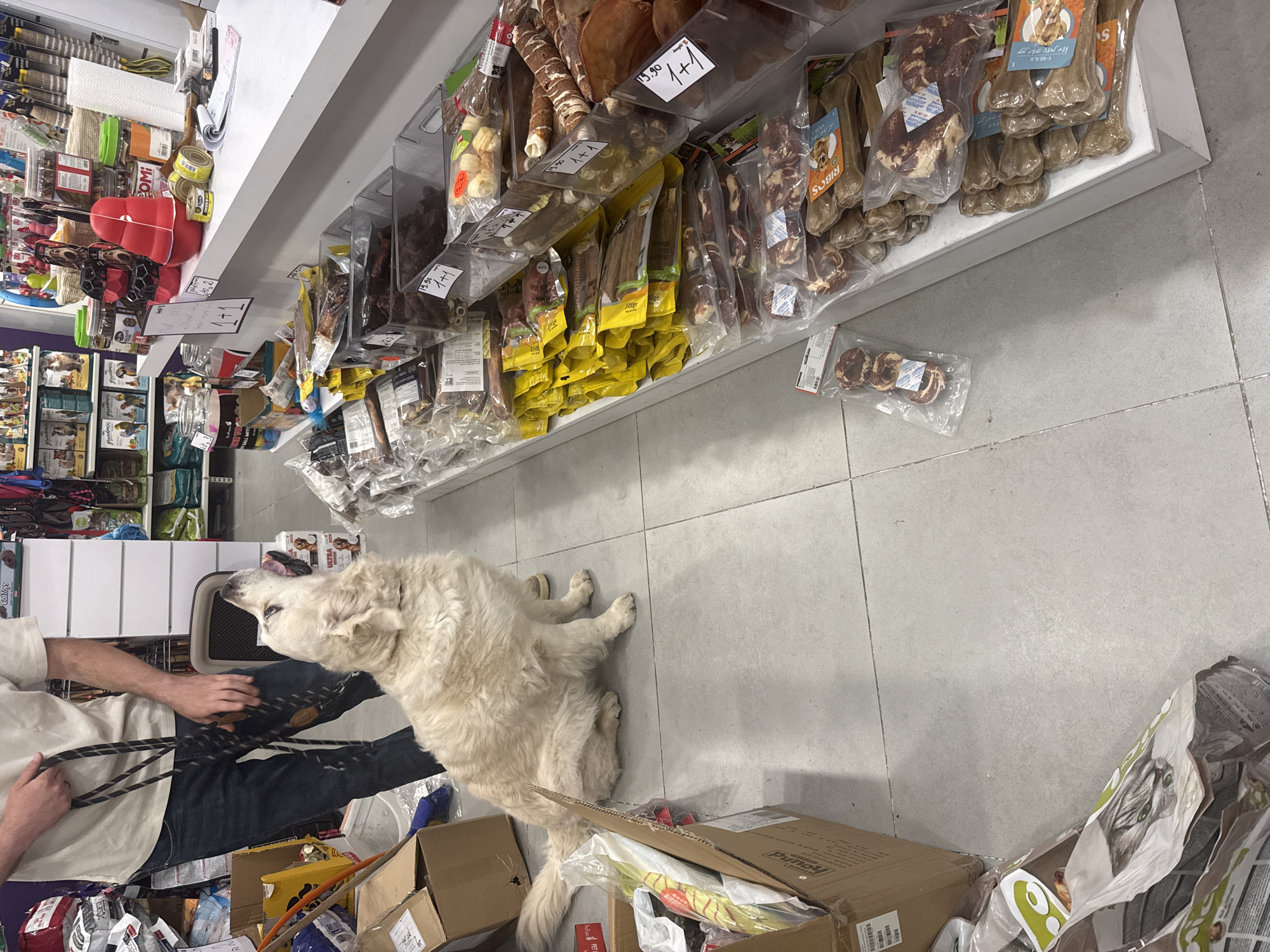 Tel Aviv scenes: dog in pet store, skyscrapers captured