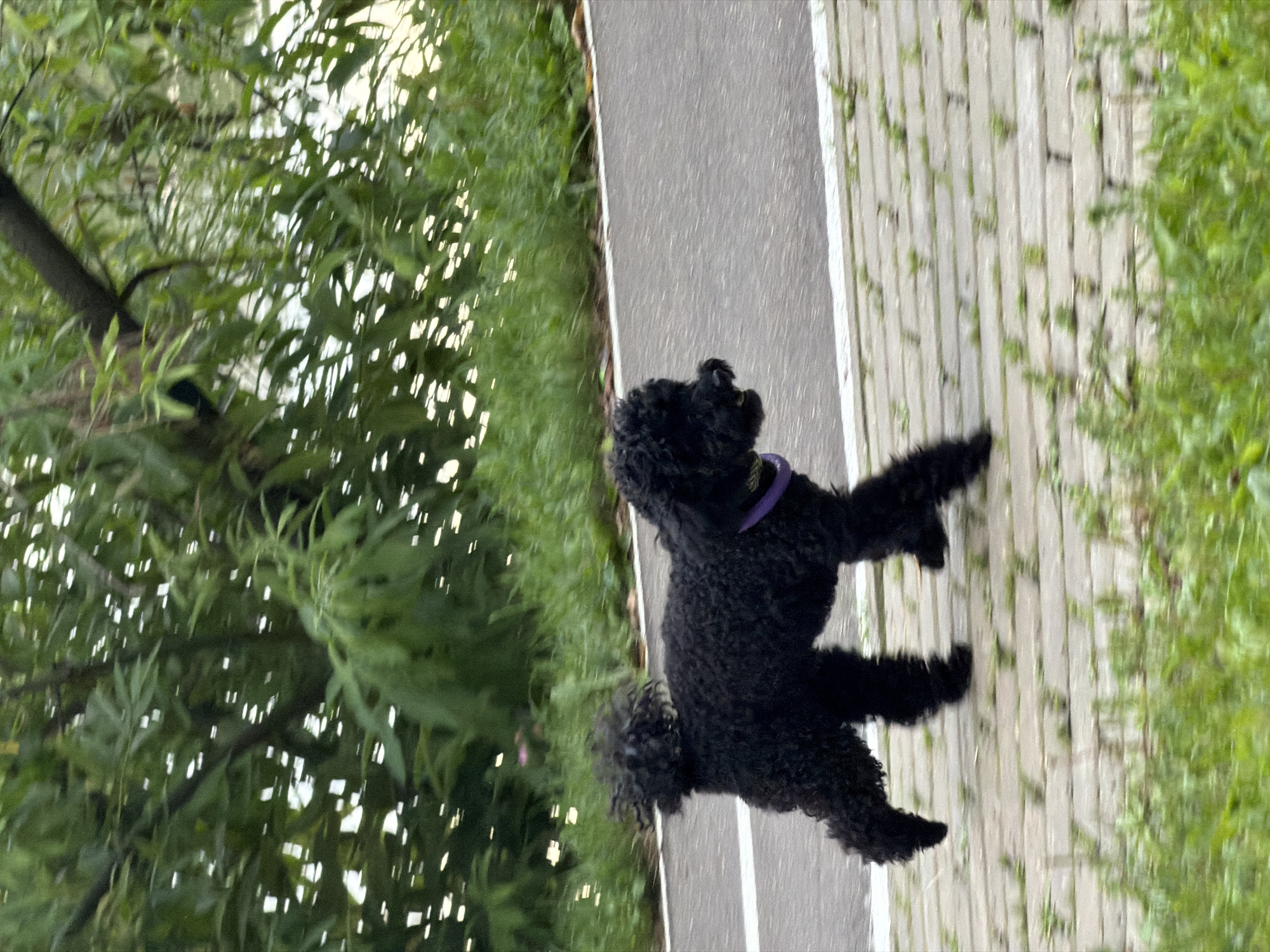 Dogs, birds, and pedestrians in a Moscow park