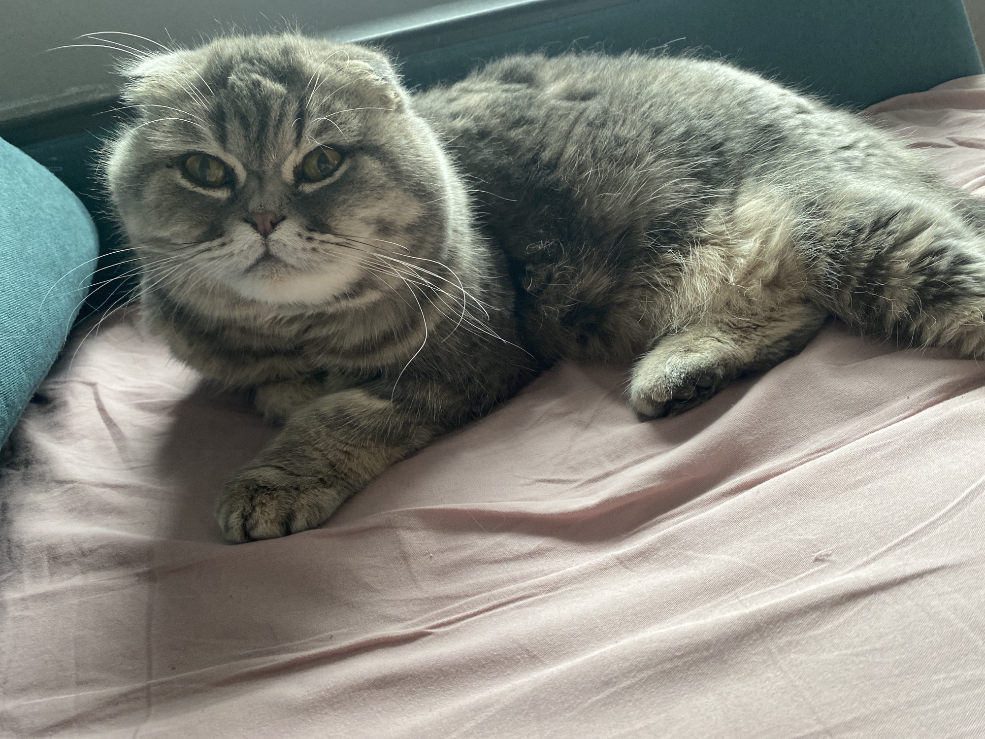 Scottish Fold cat rests on pink bed in Noviy