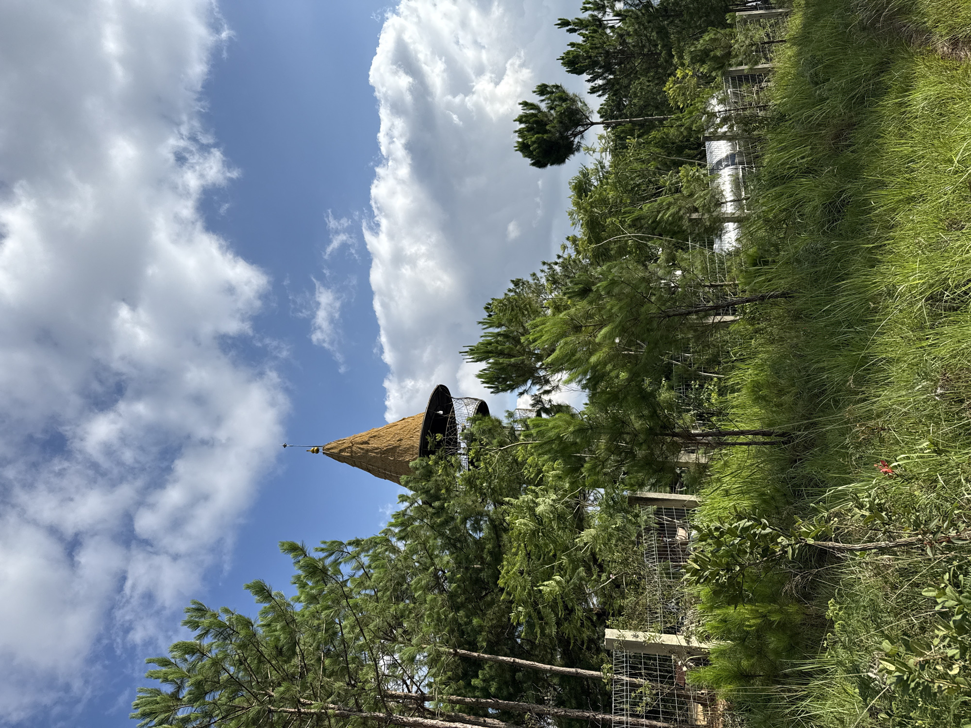 Morning landscape photography session captures Da Lat's pine forests