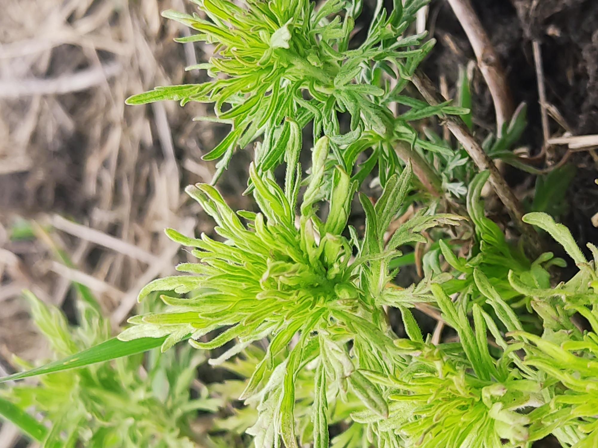 Green plants spotted growing in soil in Novyi Svit