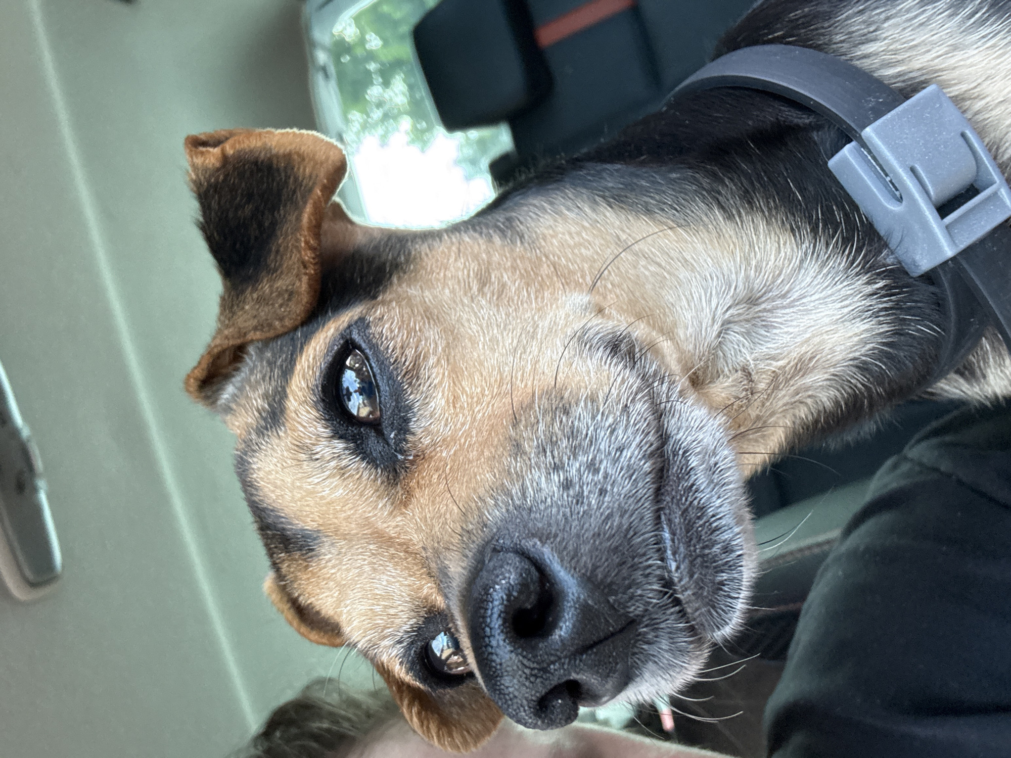 Dog takes the wheel, beer stays cold in Tervel