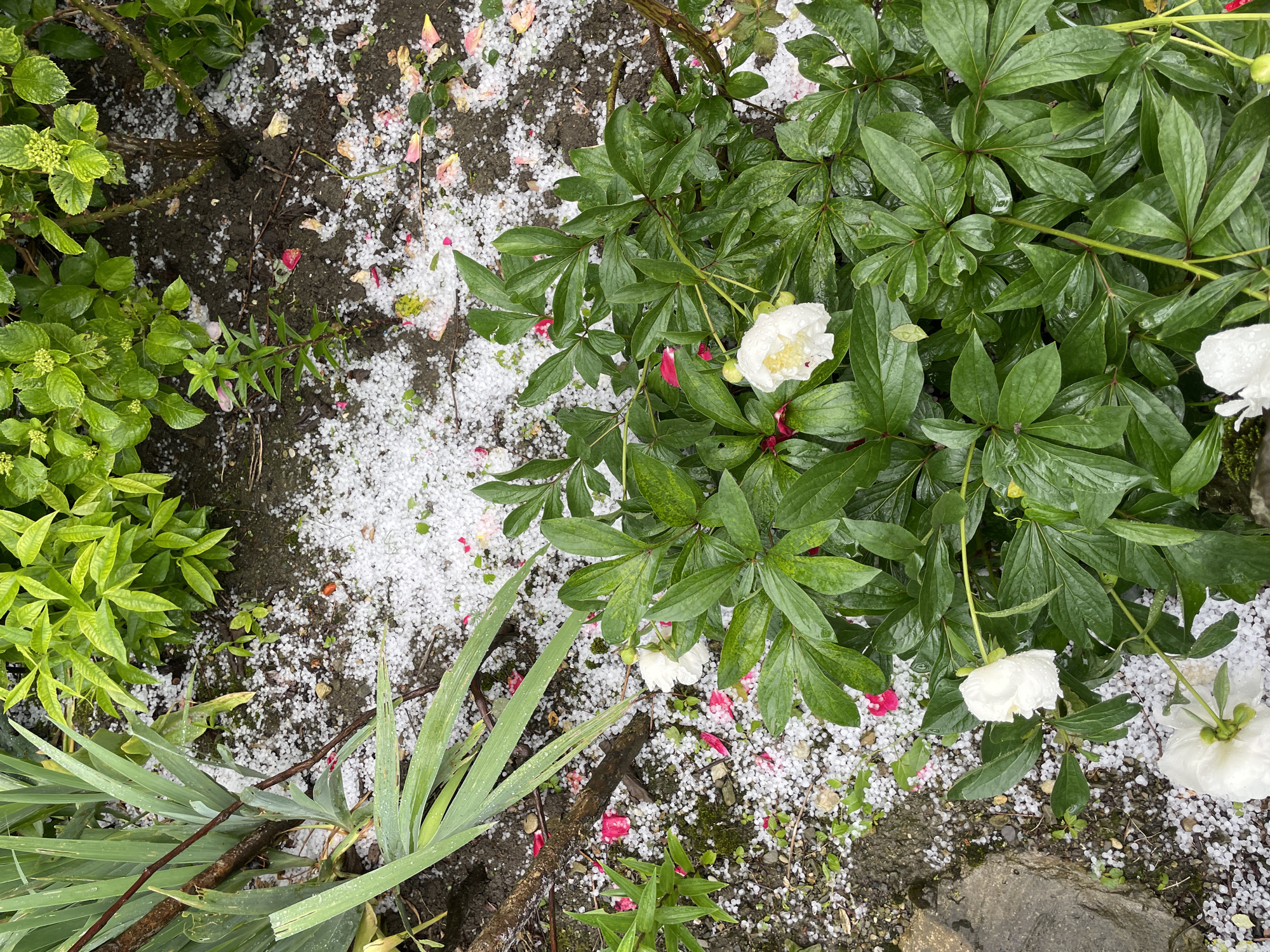 Hailstorm damages gardens and homes in Olginka, Russia