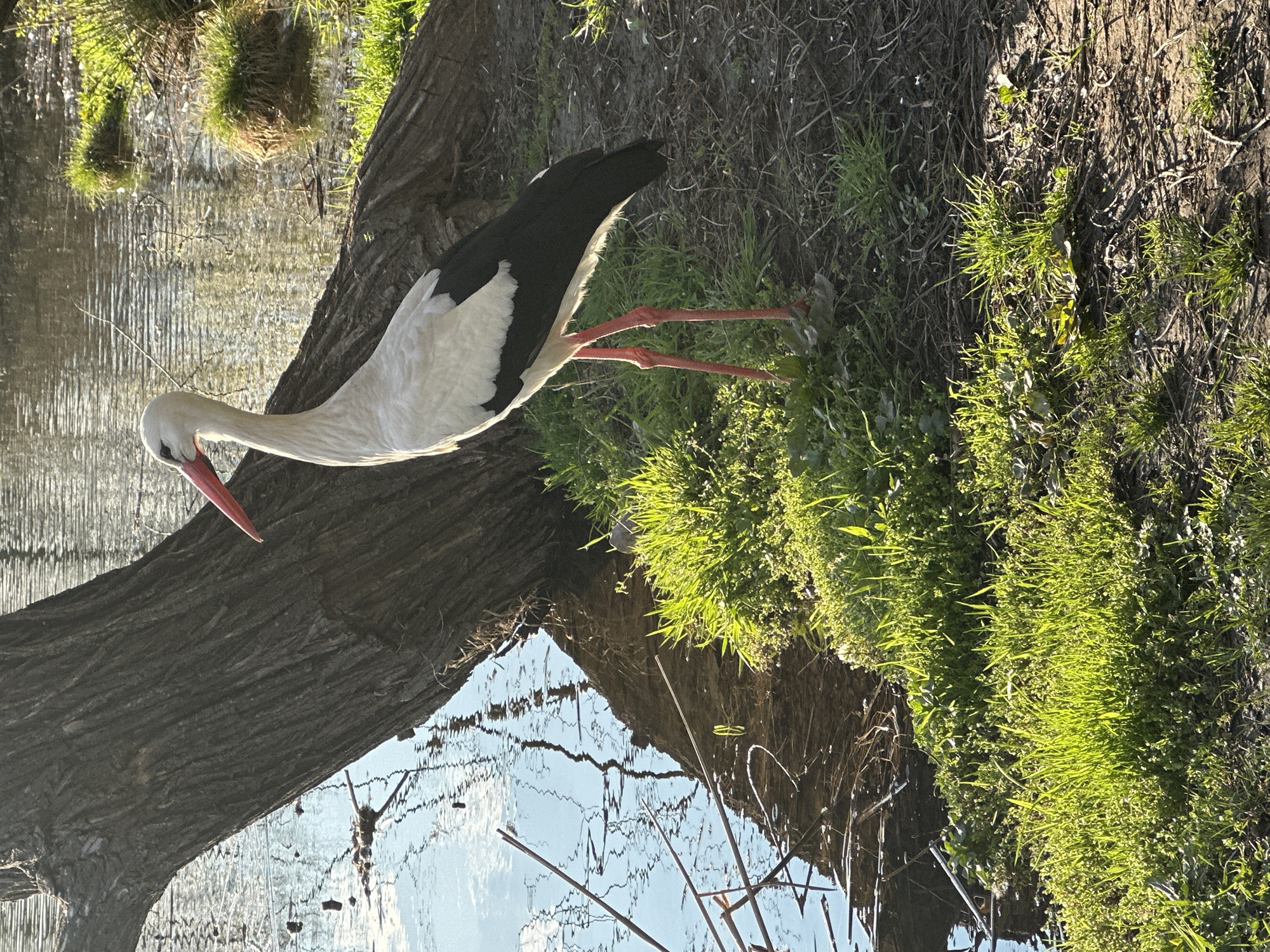 White stork spotted at water's edge in Kokalyane, Bulgaria