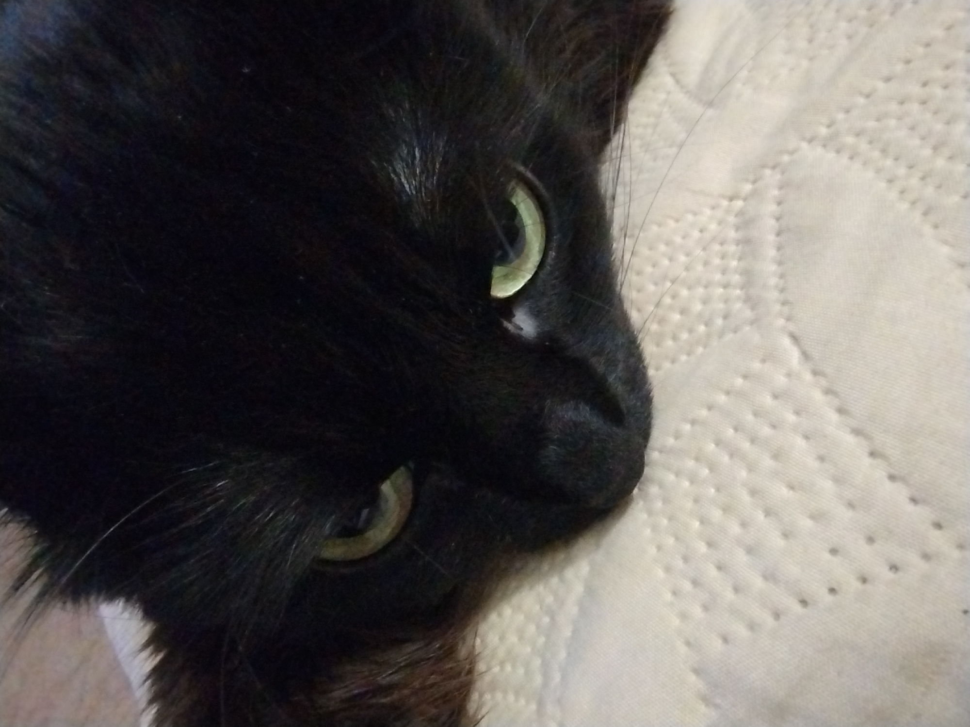Black cat with green eyes relaxes around the house