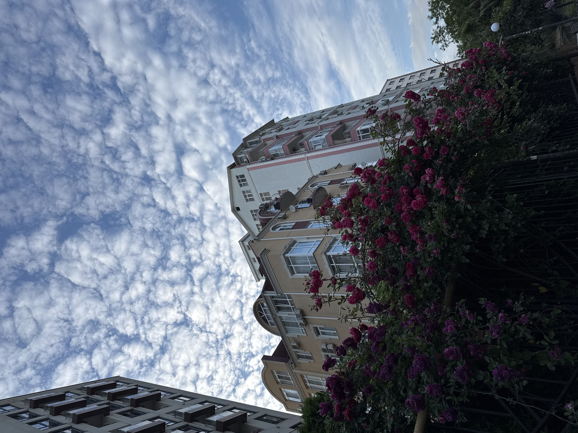 Woman Documents Family Afternoon in Sochi Rose Gardens