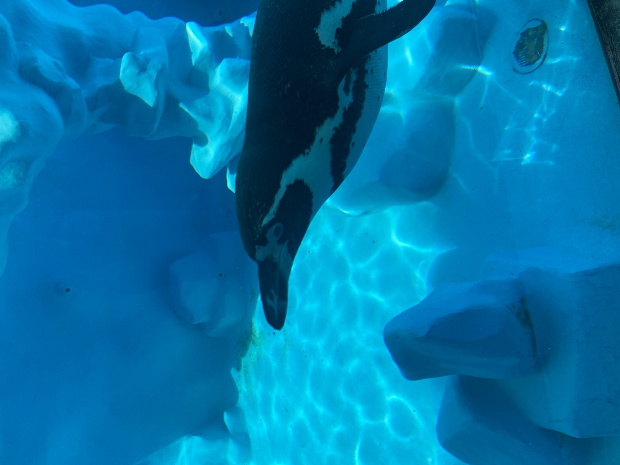 Morning tour through Belgrade Zoo, June 2026
