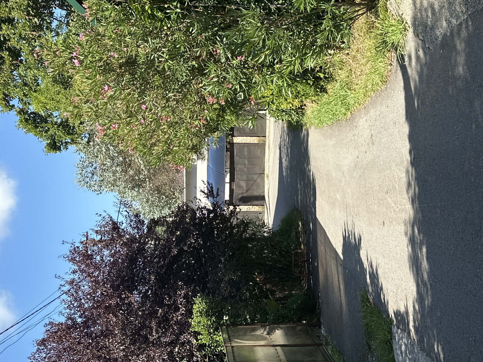 Pets, patios, and Sochi streets on a summer morning