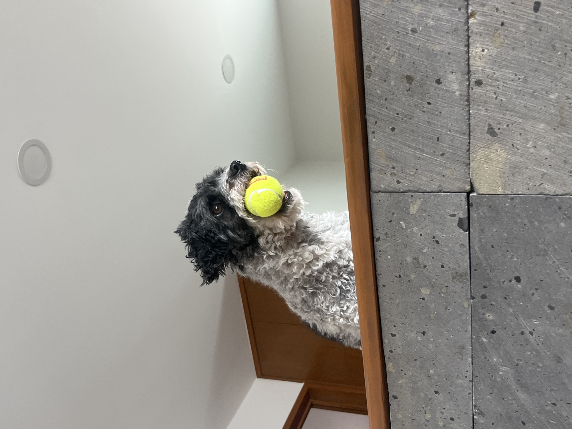 Dog with tennis ball spotted behind stone wall in Mexico