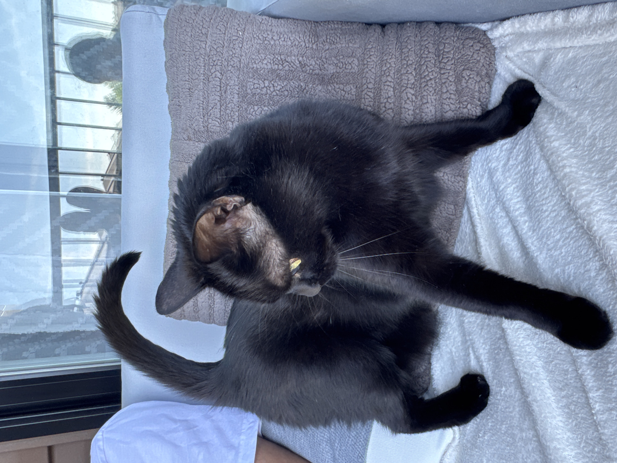 Gatineau resident documents quiet balcony afternoon with cat and plants