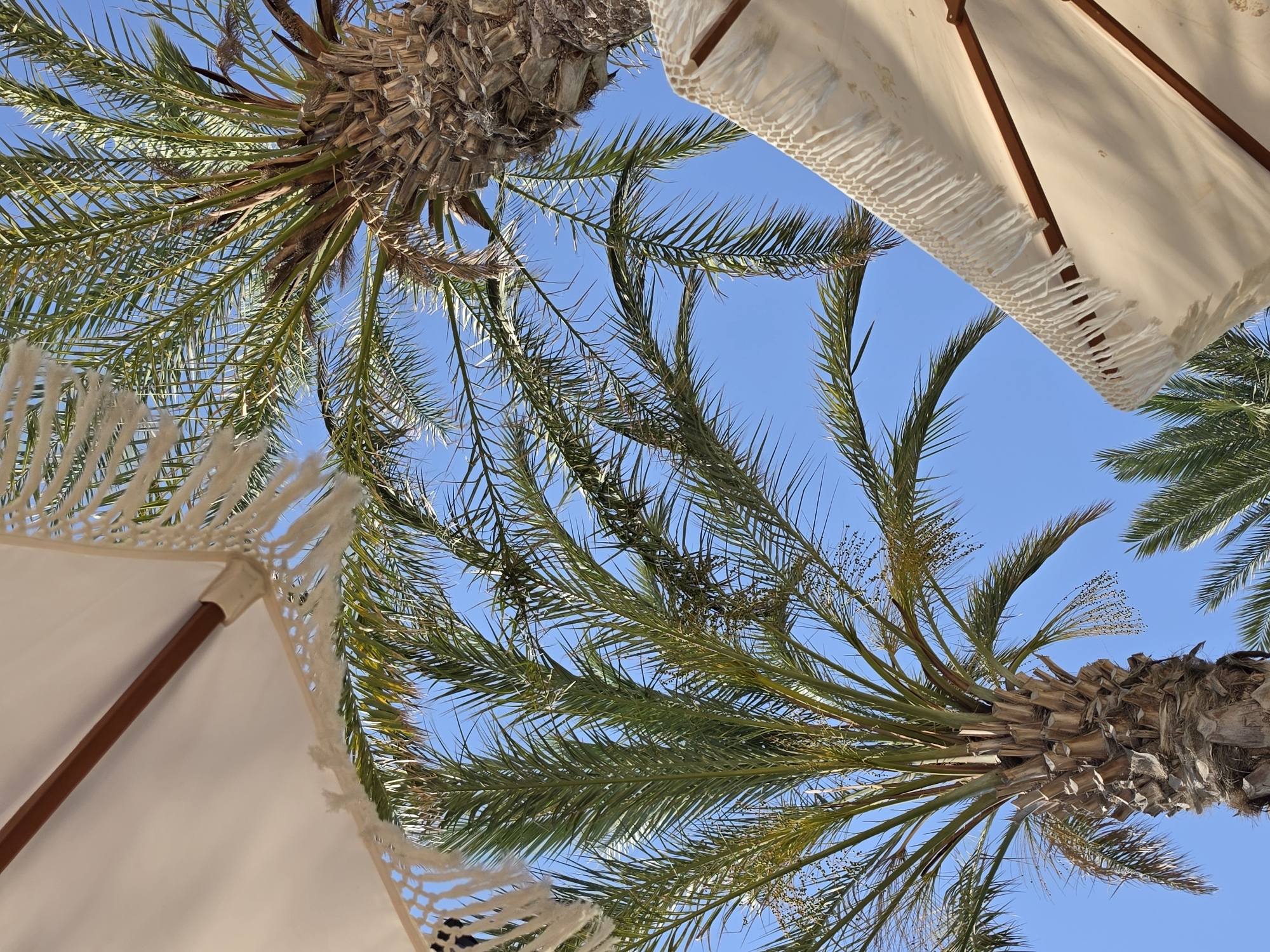 Sunny afternoon at a palm-lined seafront in Hlorakas, Cyprus