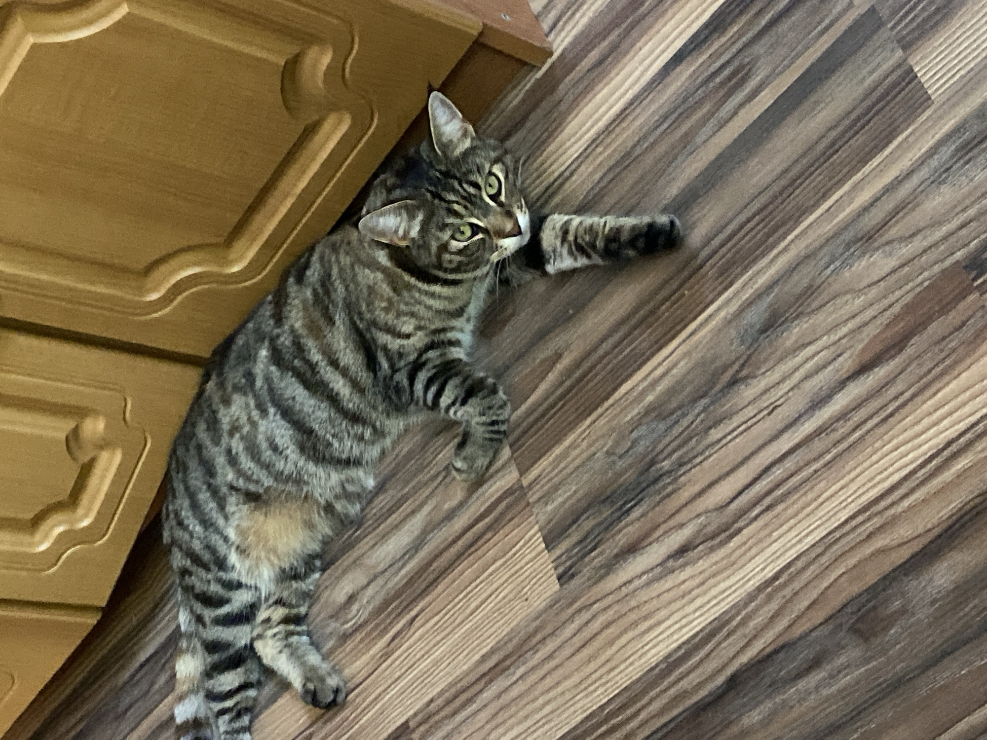 Pets and flowers at home in Maykop, Russia