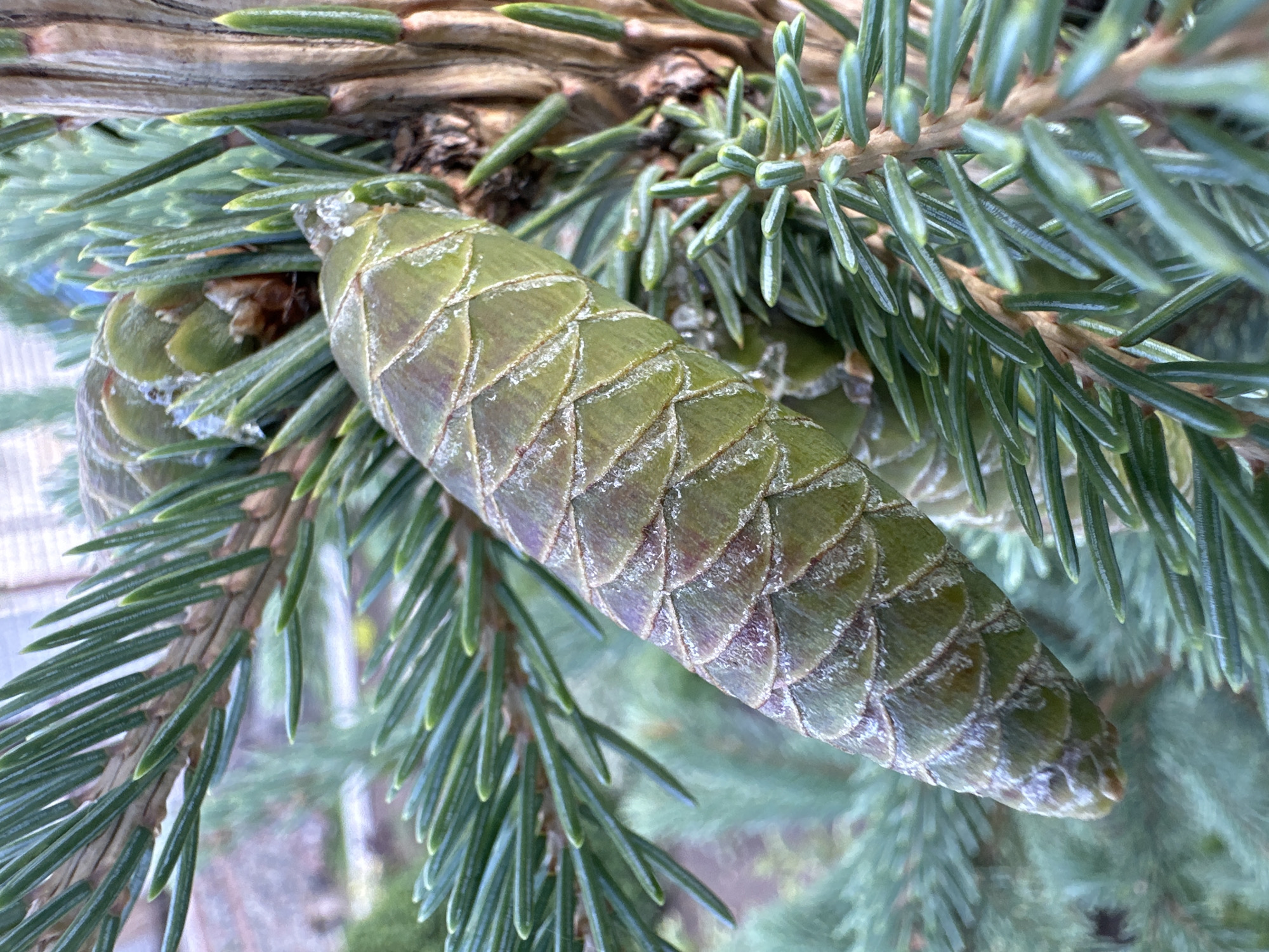 Macro details of a garden: flowers, pine, and small insects