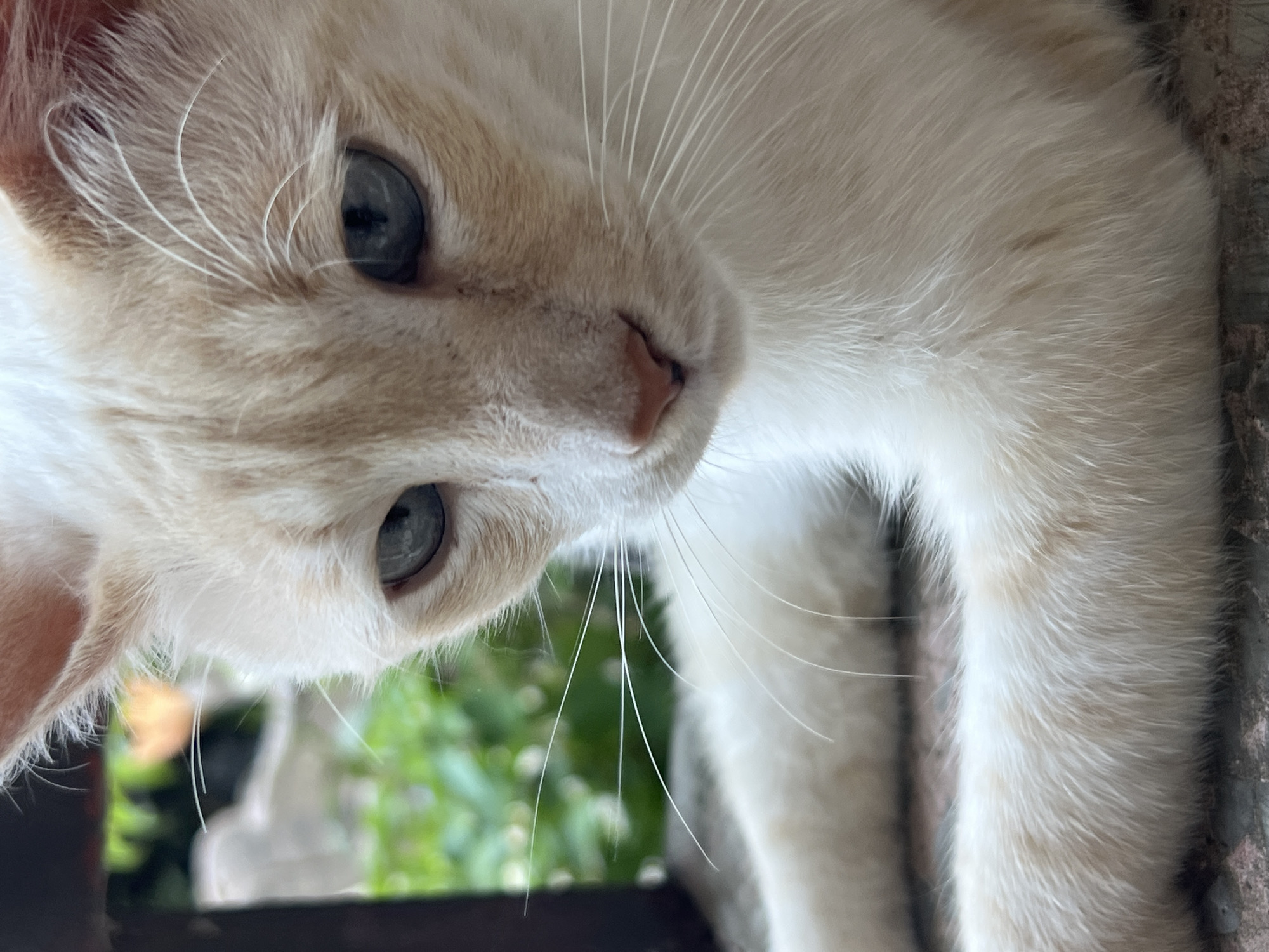 Blue-eyed cat with ginger markings rests by fence in Sochi