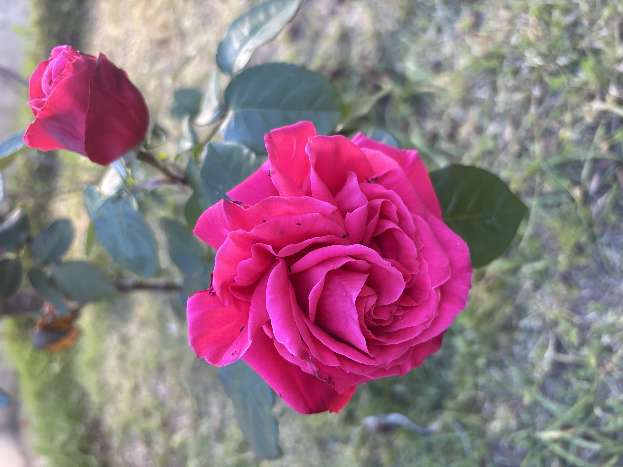 Spring blooms documented in Lisbon gardens and streets