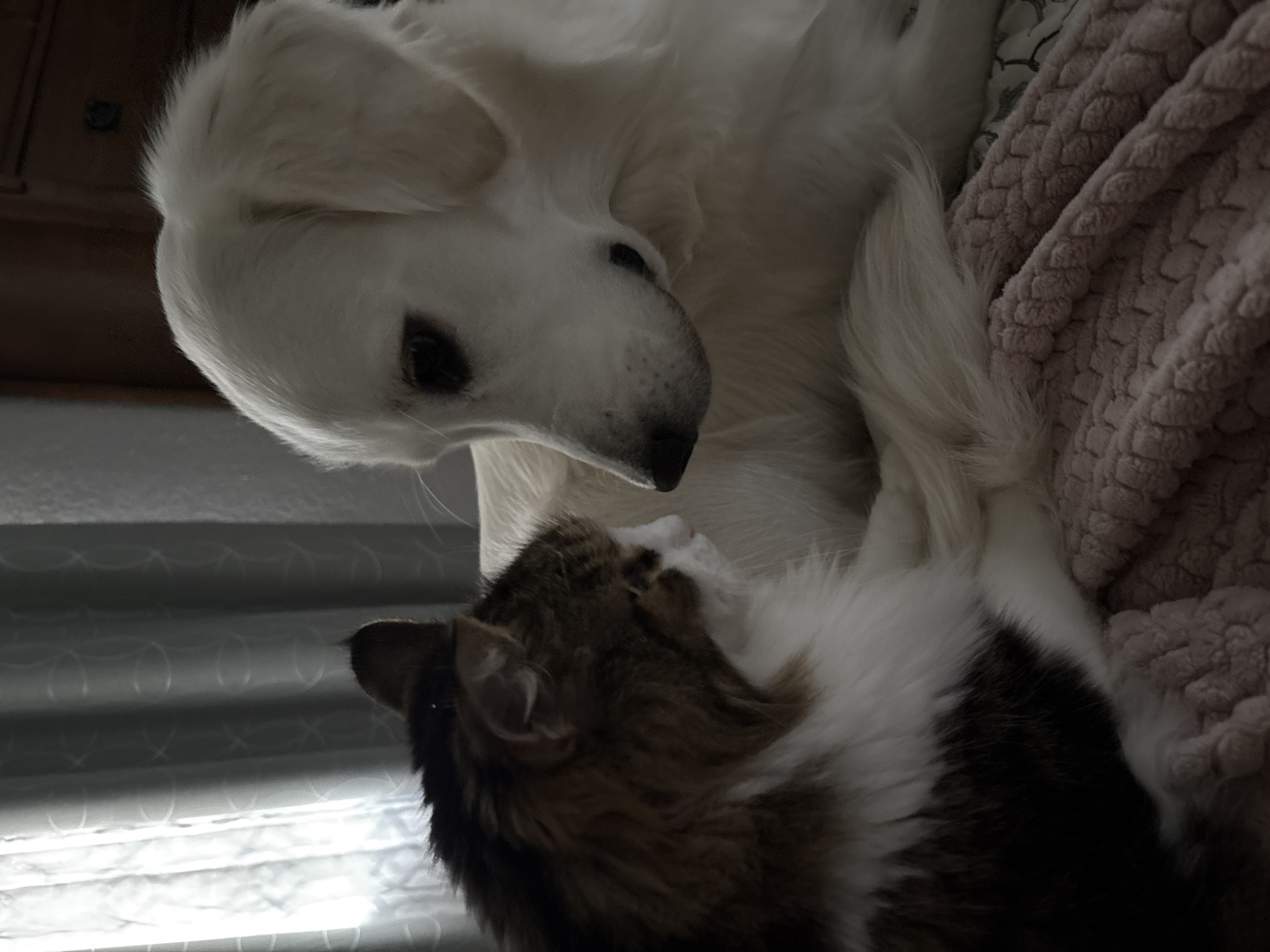 Dog and cat share a close, curious indoor moment in Tampa