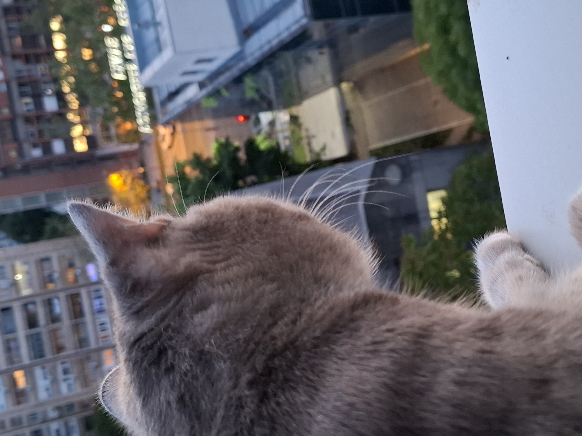 Cat watches sunset over Novi Sad cityscape