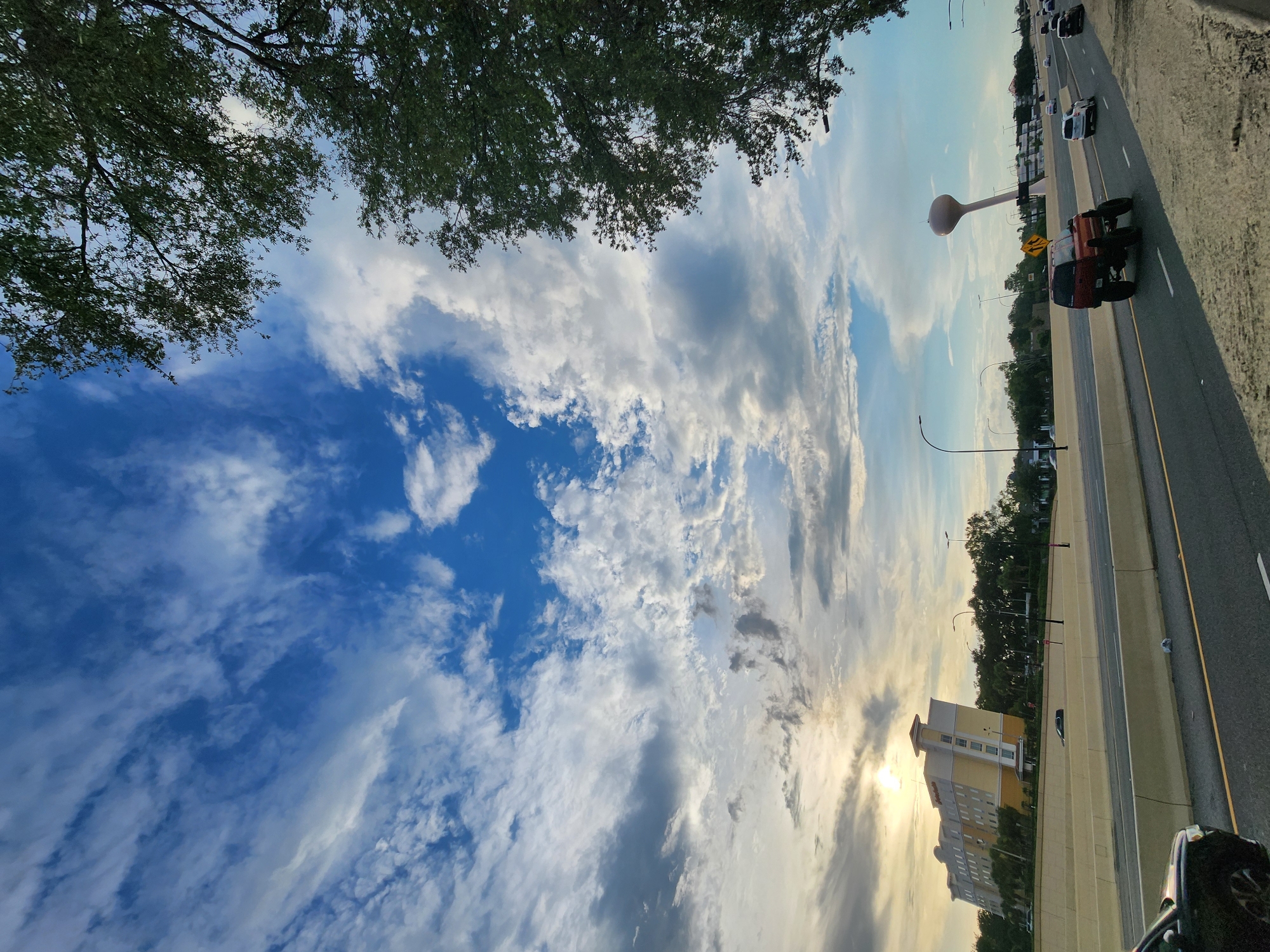 Aloe in bloom, a dog on grass, Florida skies