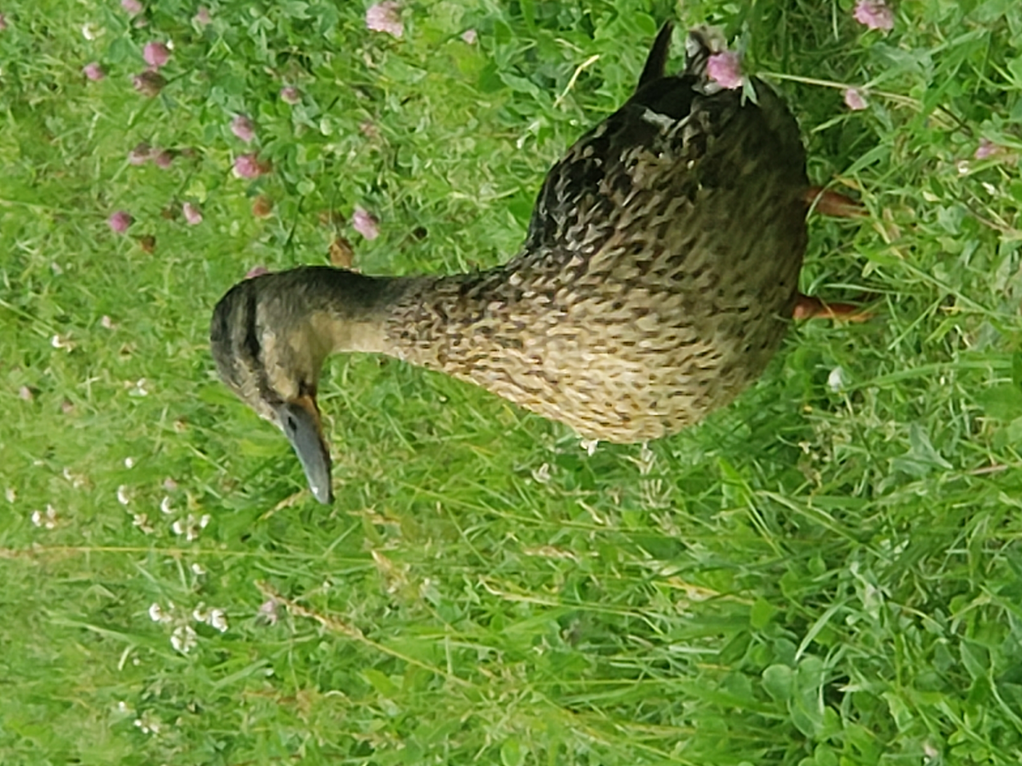 Duck in flowering grass near a bilingual park signpost