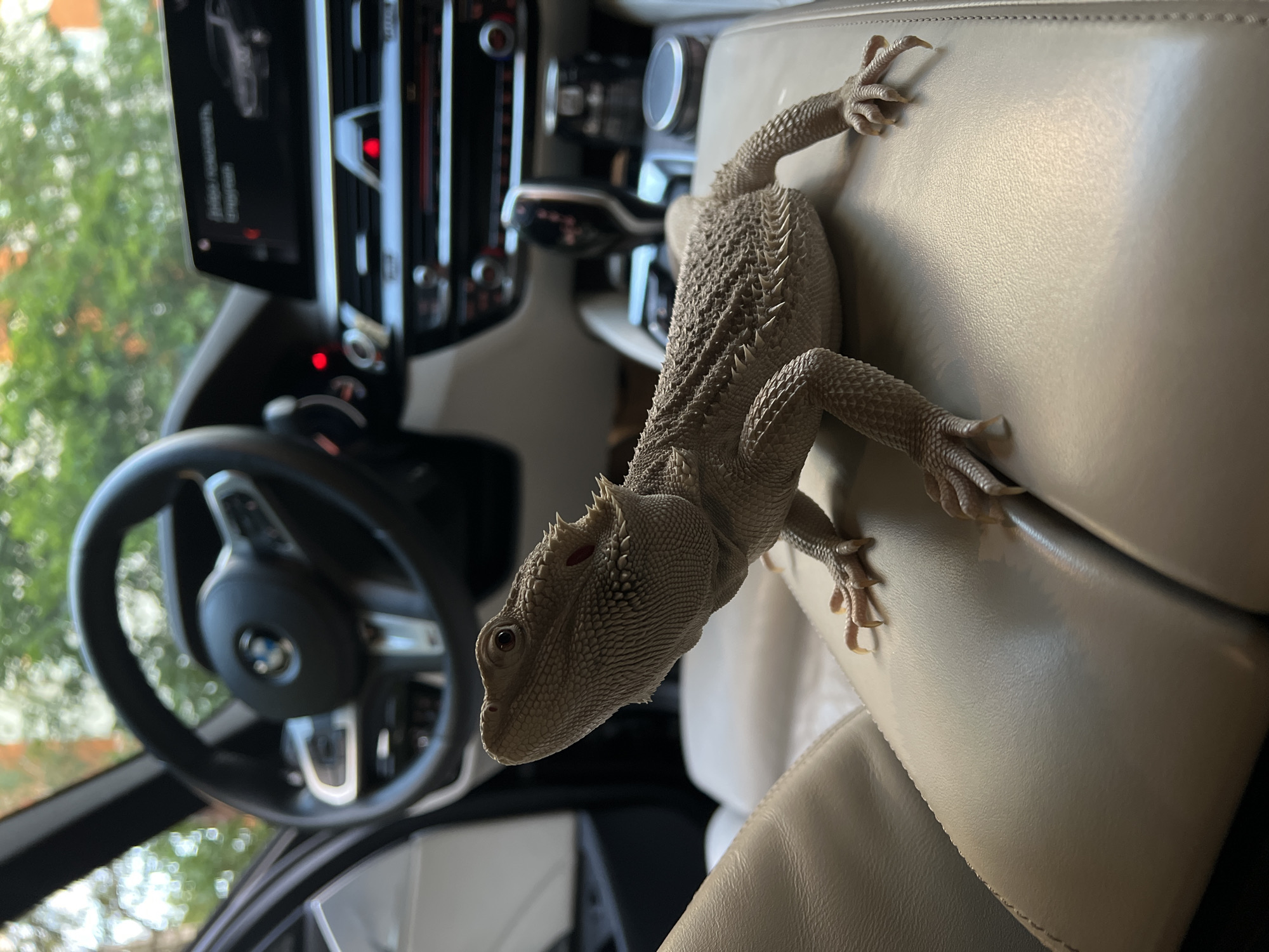Bearded dragon rides shotgun in a Moscow BMW