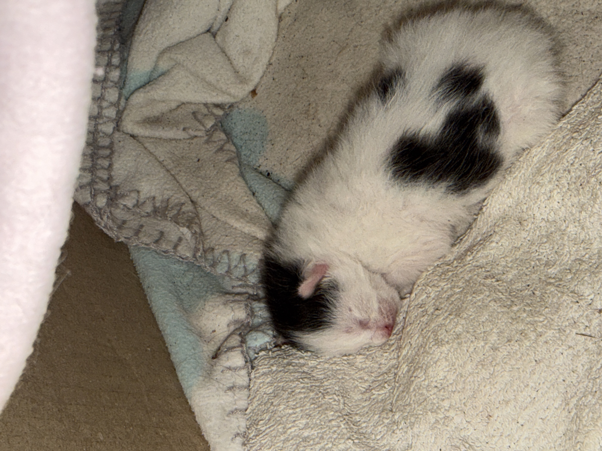Newborn kitten sleeps on towel in Montenegro village